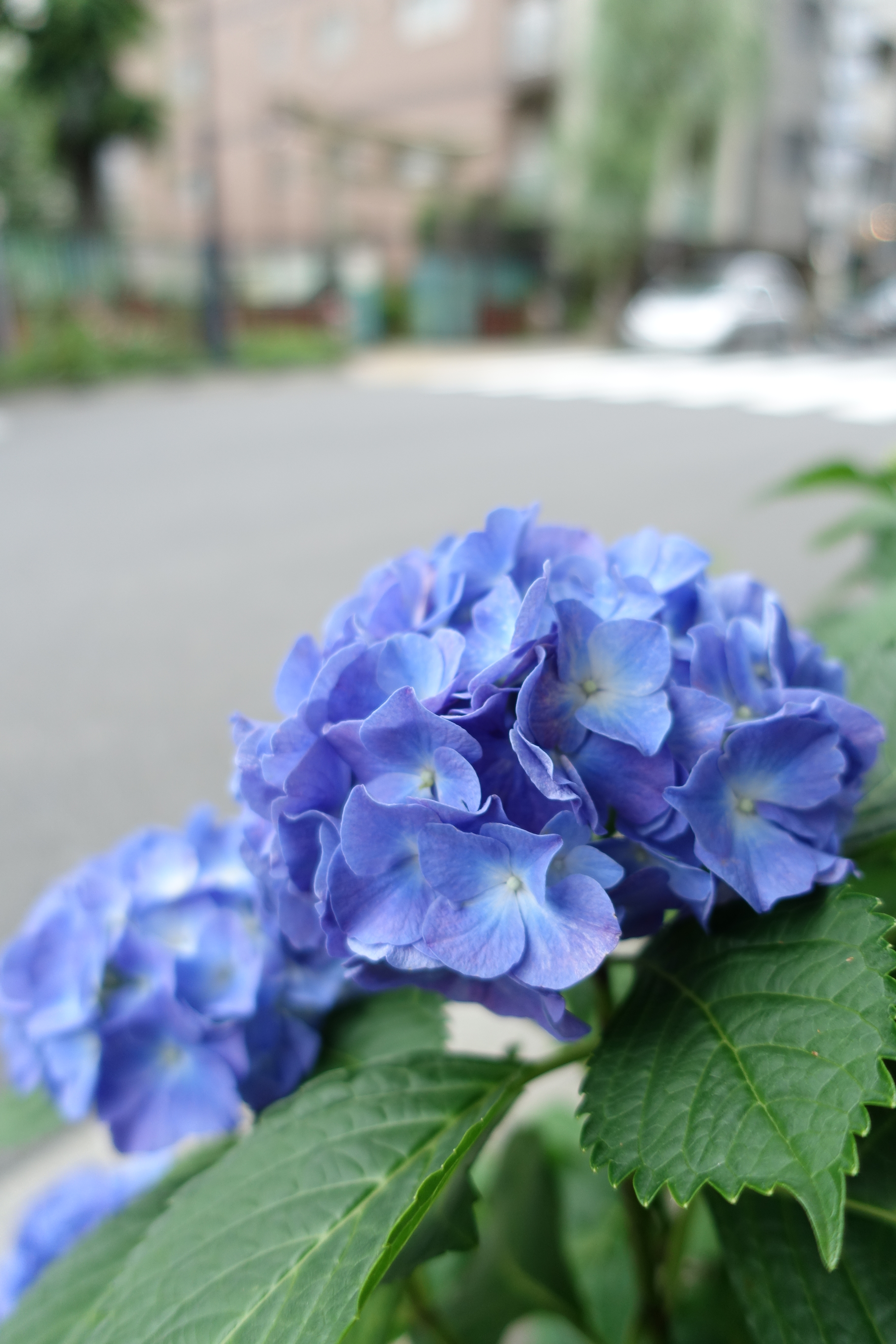 ISO125 / F1.8 / 1/500秒 / 8.8mm（24mm相当）
