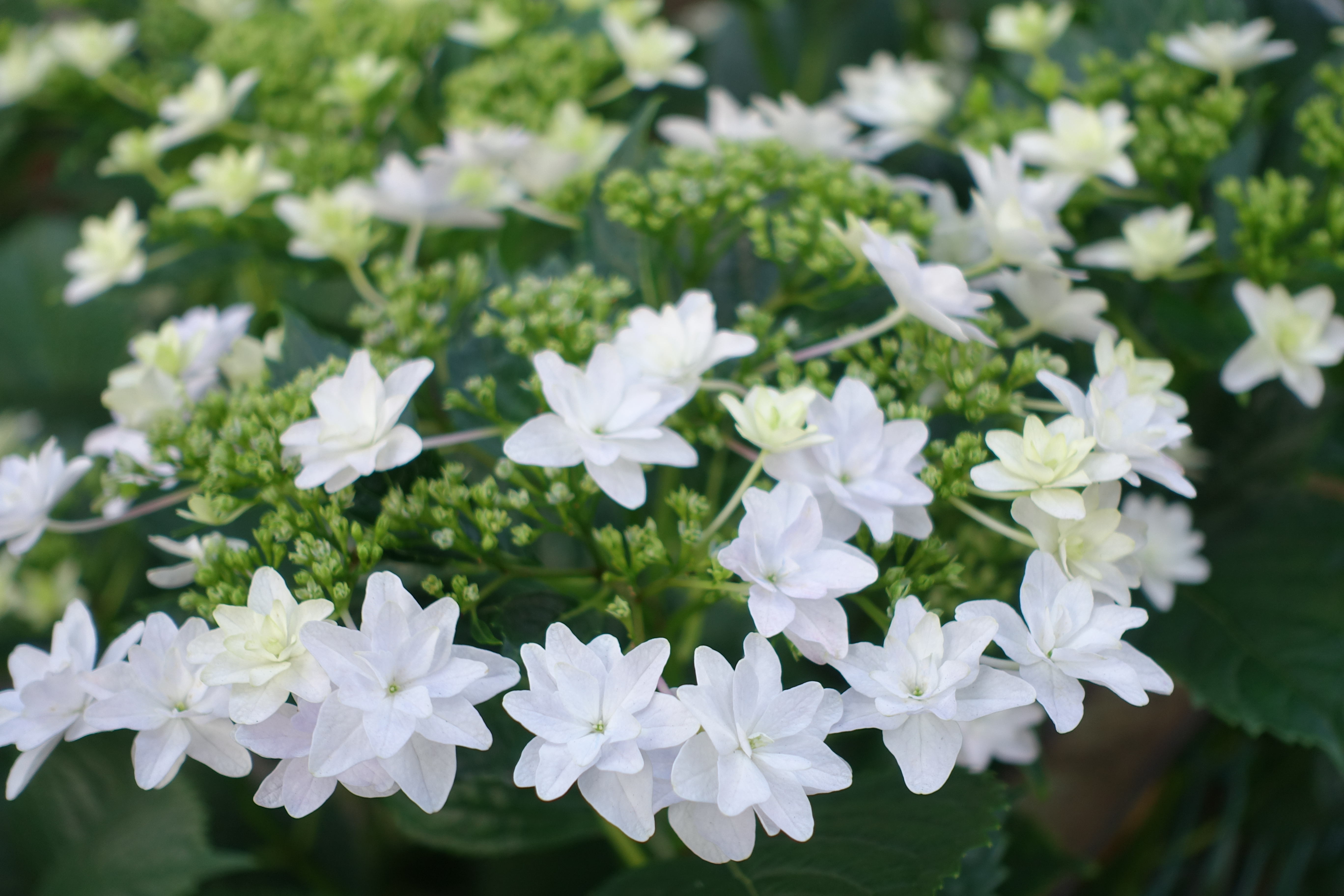 ISO125 / F2.8 / 1/100秒 / 25.7mm（70mm相当）