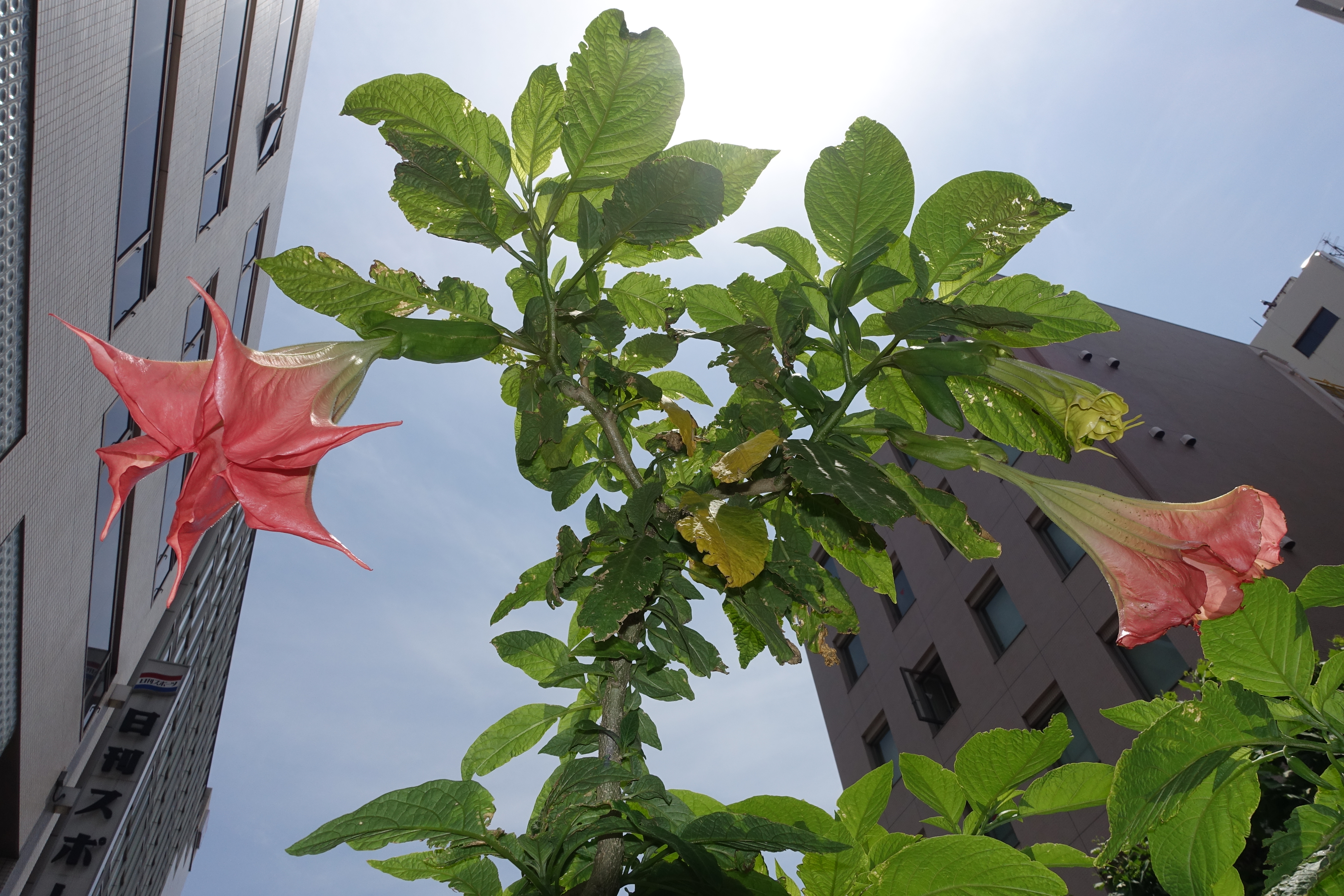 ISO125 / F7 / 1/800秒 / 8.8mm（24mm相当）