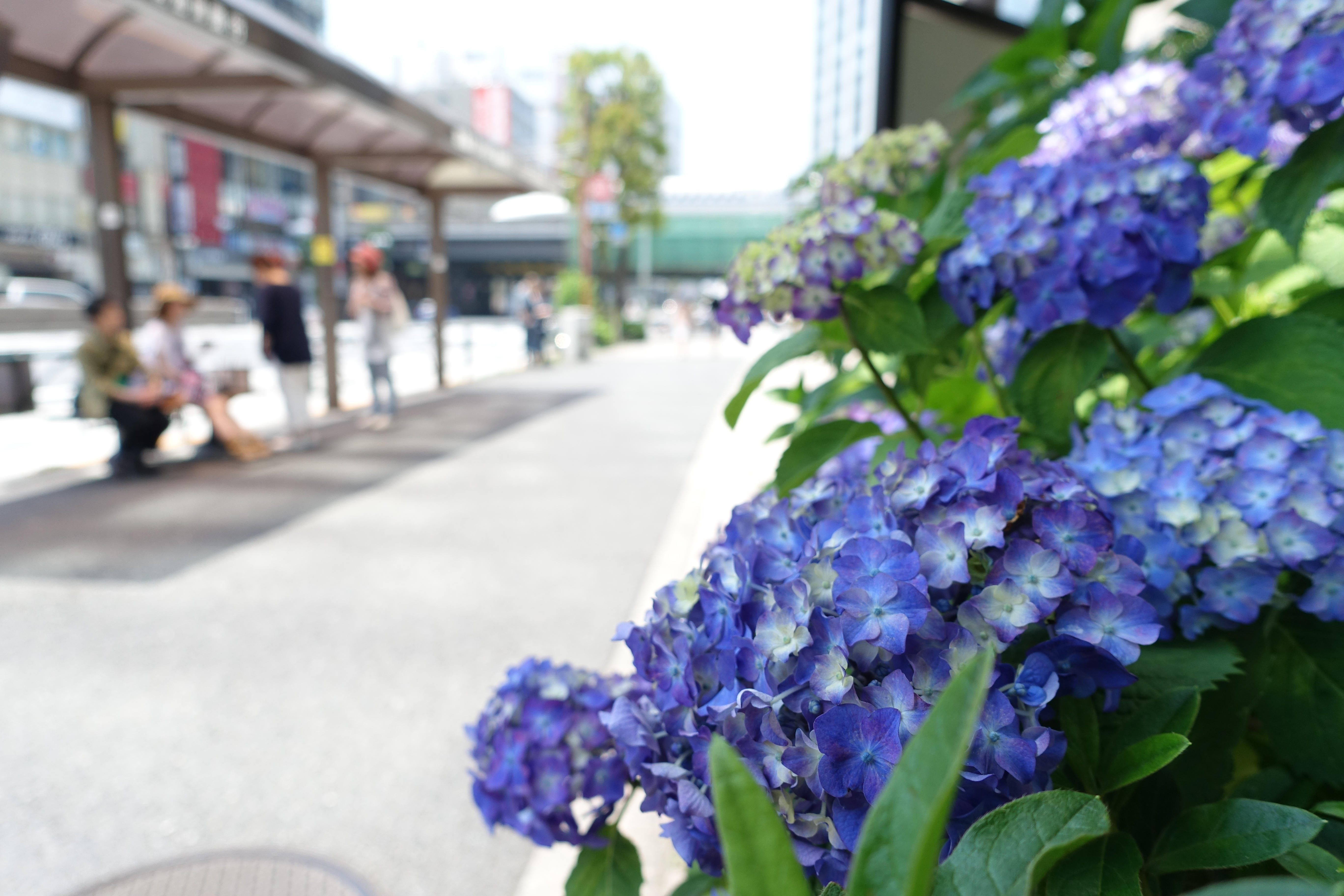 ISO125 / F2.8 / 1/500秒 / 8.8mm（24mm相当）