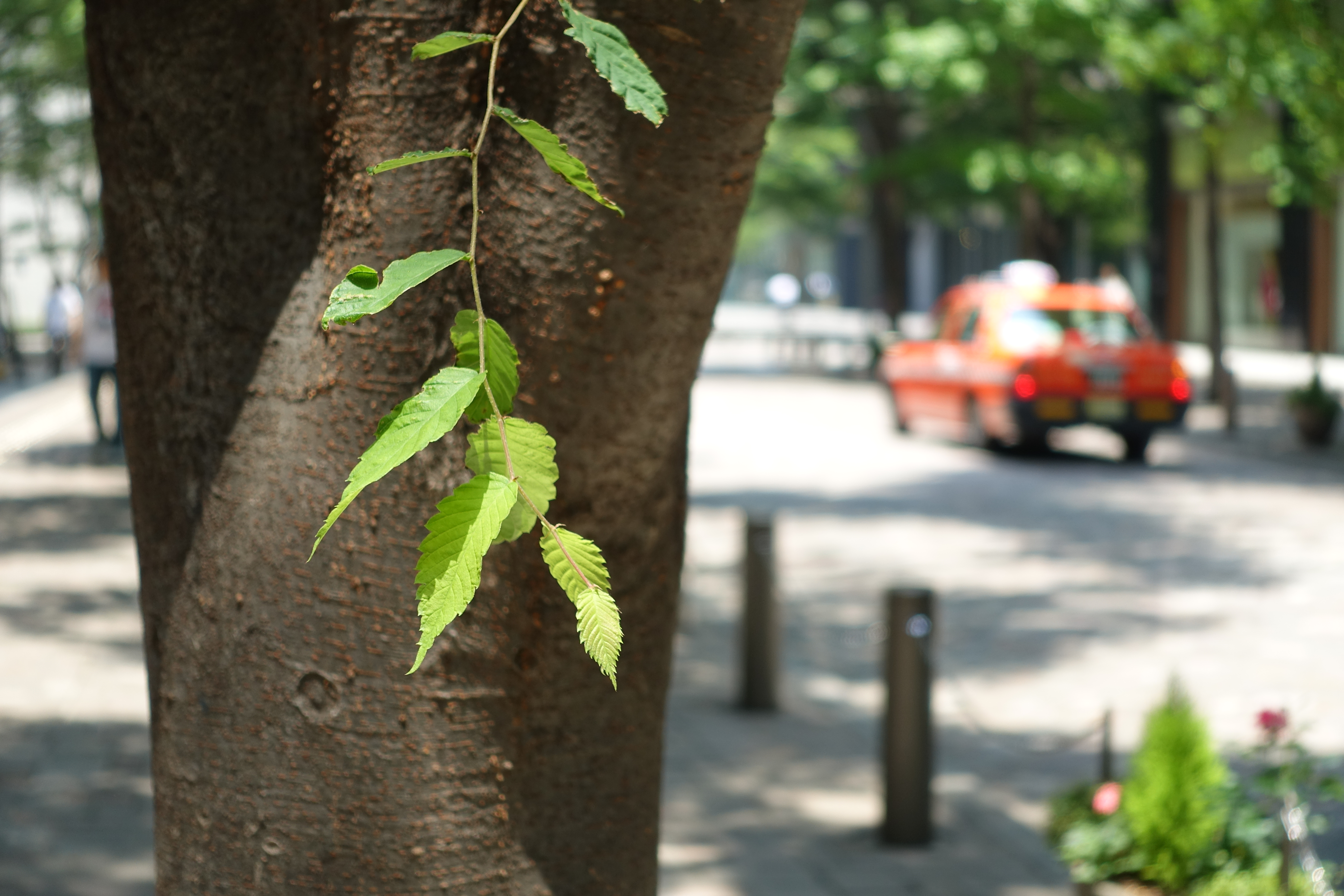 ISO125 / F2.8 / 1/250秒 / 25.7mm（70mm相当）