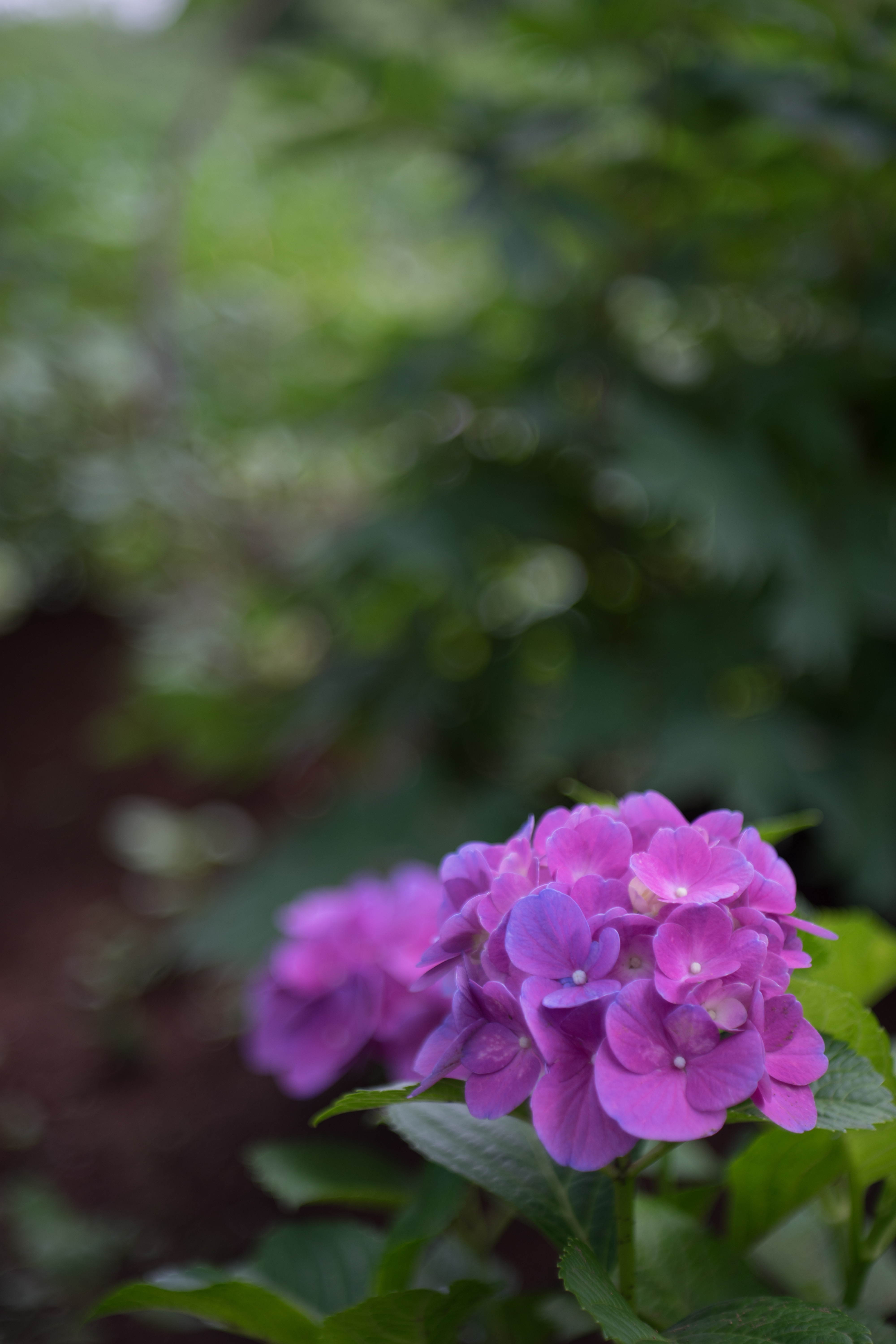 α7 / Tessar 50mm F2.8 / 6,000×4,000 / 1/400秒 / F2.8 / -0.7EV / ISO100 / WB:オート / 50mm