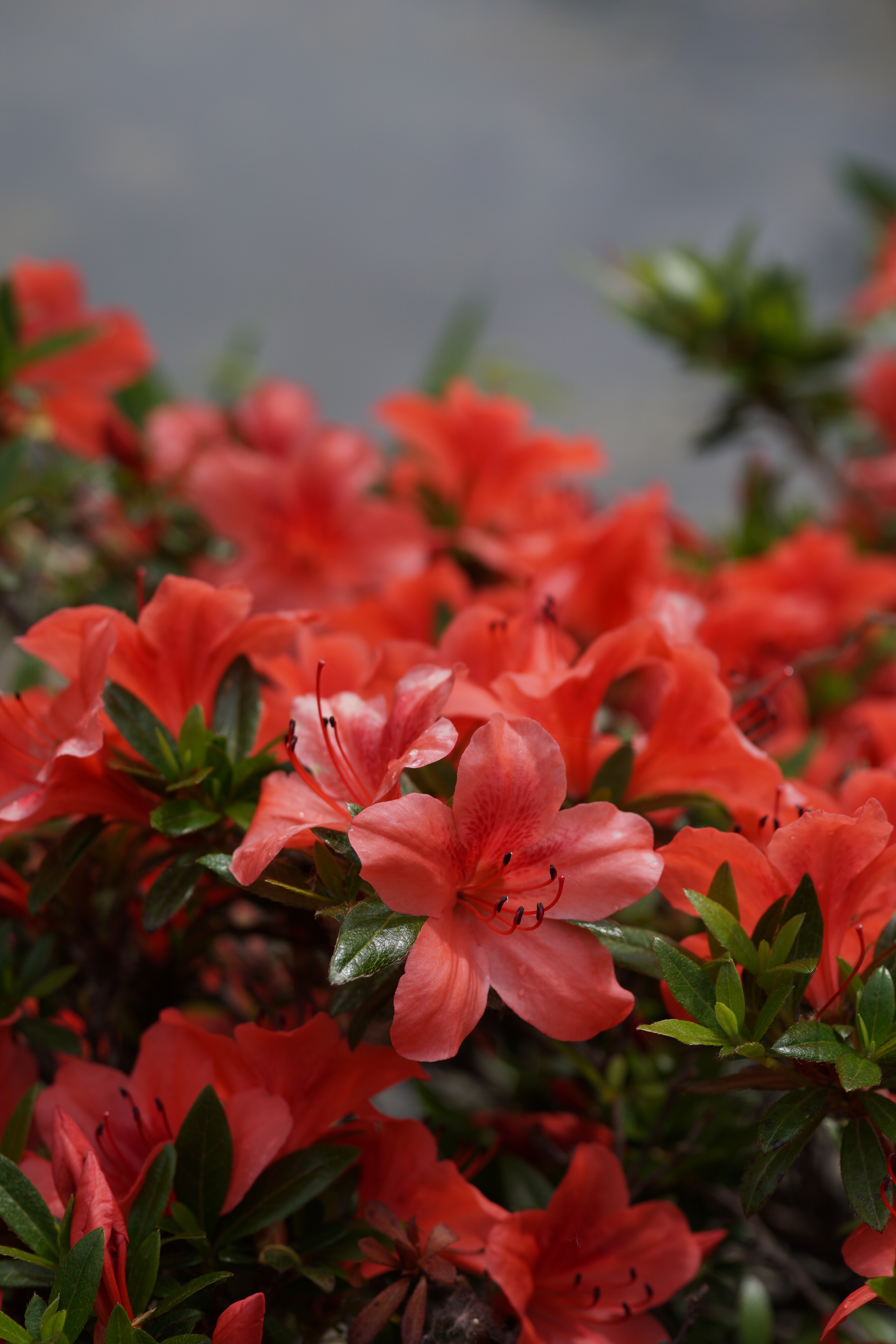 レンズ単体での最短撮影距離付近。ピントが合っている部分はぱりっとシャープで、ボケはクセのない柔らかさ。60mm F2.8 DN / 1/1600秒 / F4 / ISO100 / 絞り優先AE / 60mm