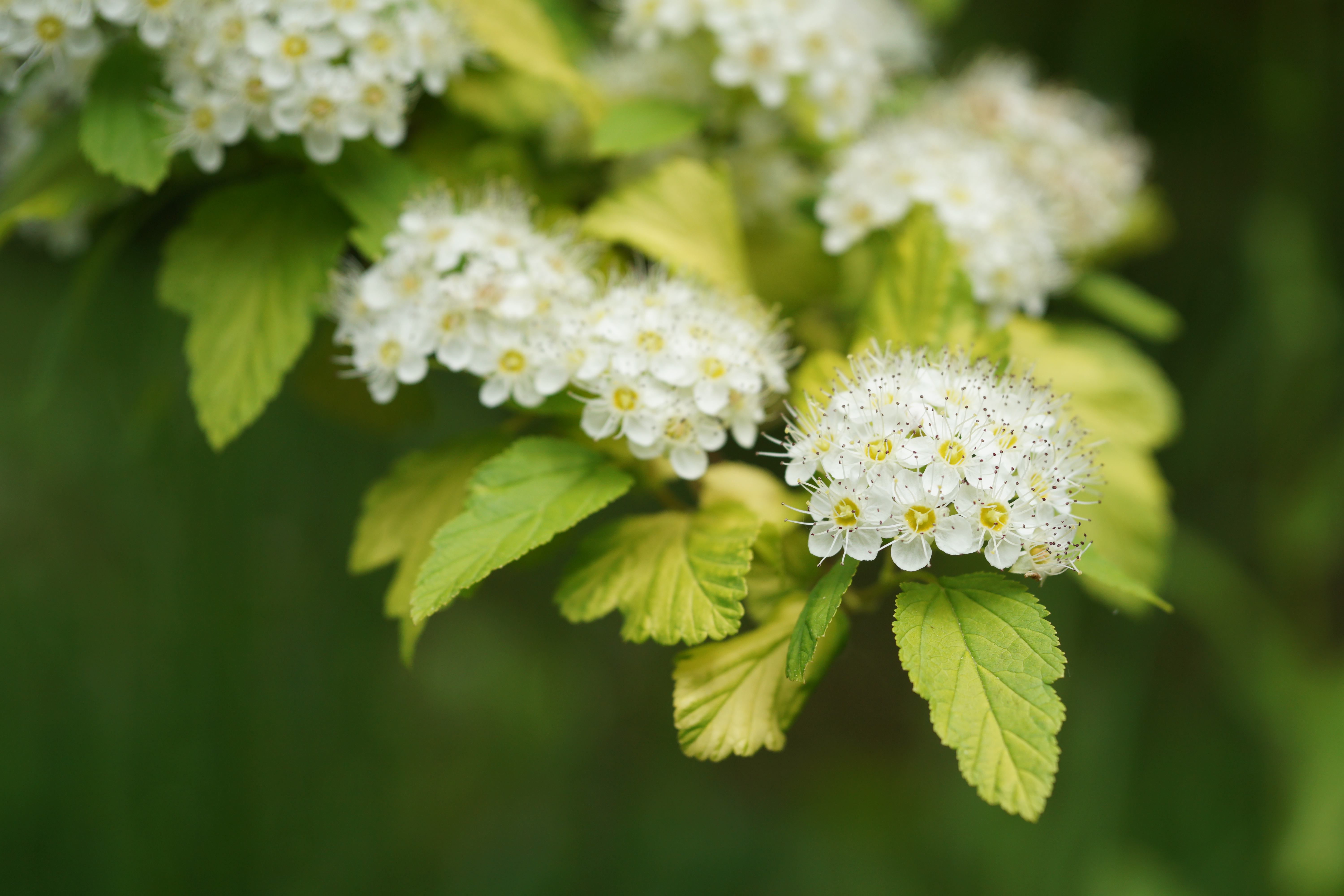 これも最短撮影距離付近。雄しべのボケがとても自然で、うるさい感じがまったくないのがいい。60mm F2.8 DN / 1/1250秒 / F3.5 / ISO200 / 絞り優先AE / 60mm