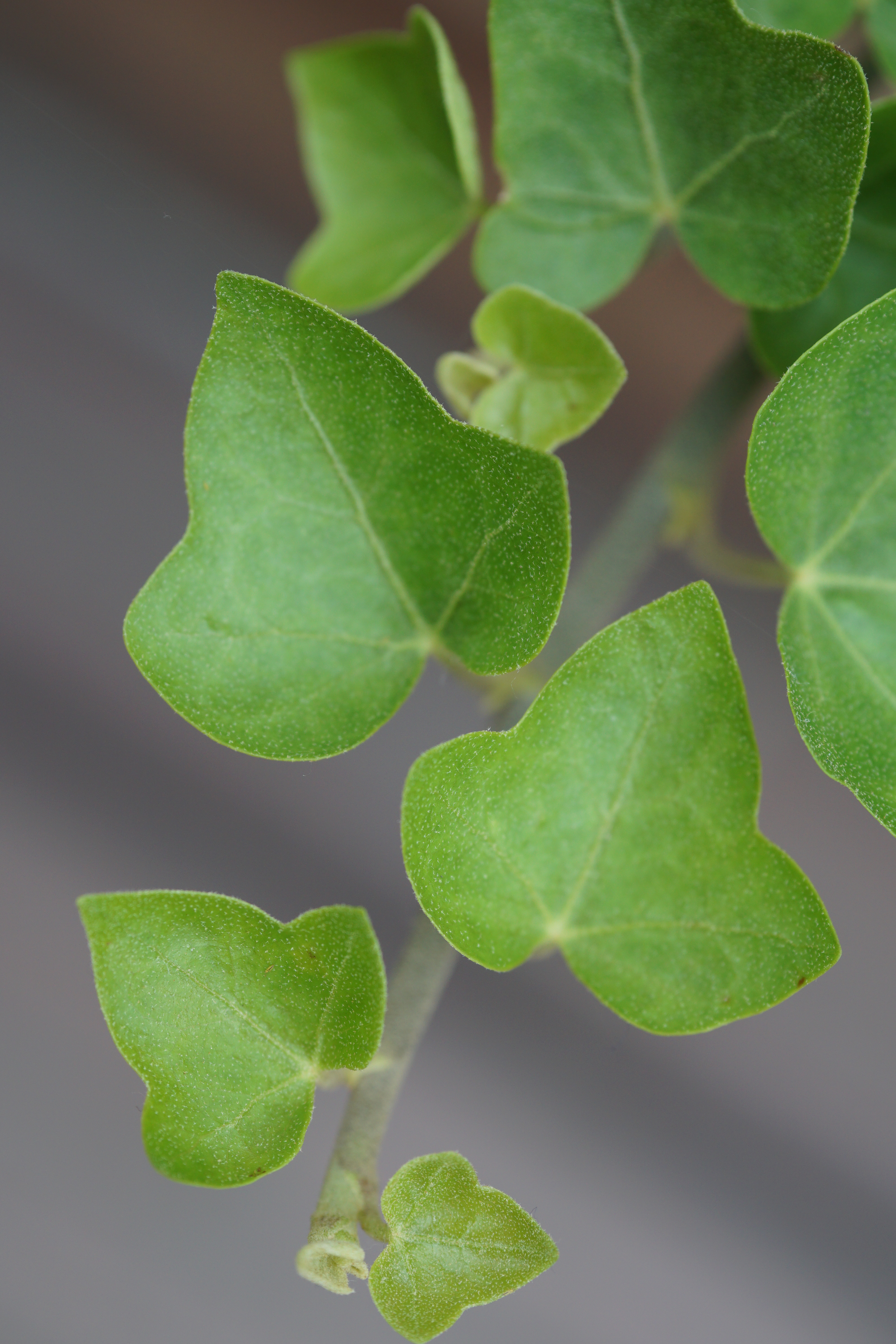 クローズアップレンズAC No.2を使ってめいっぱい寄って撮ったカット。最大撮影倍率は、だいたい0.27倍ぐらいになる。60mm F2.8 DN / 1/125秒 / F4 / ISO250 / 絞り優先AE / 60mm