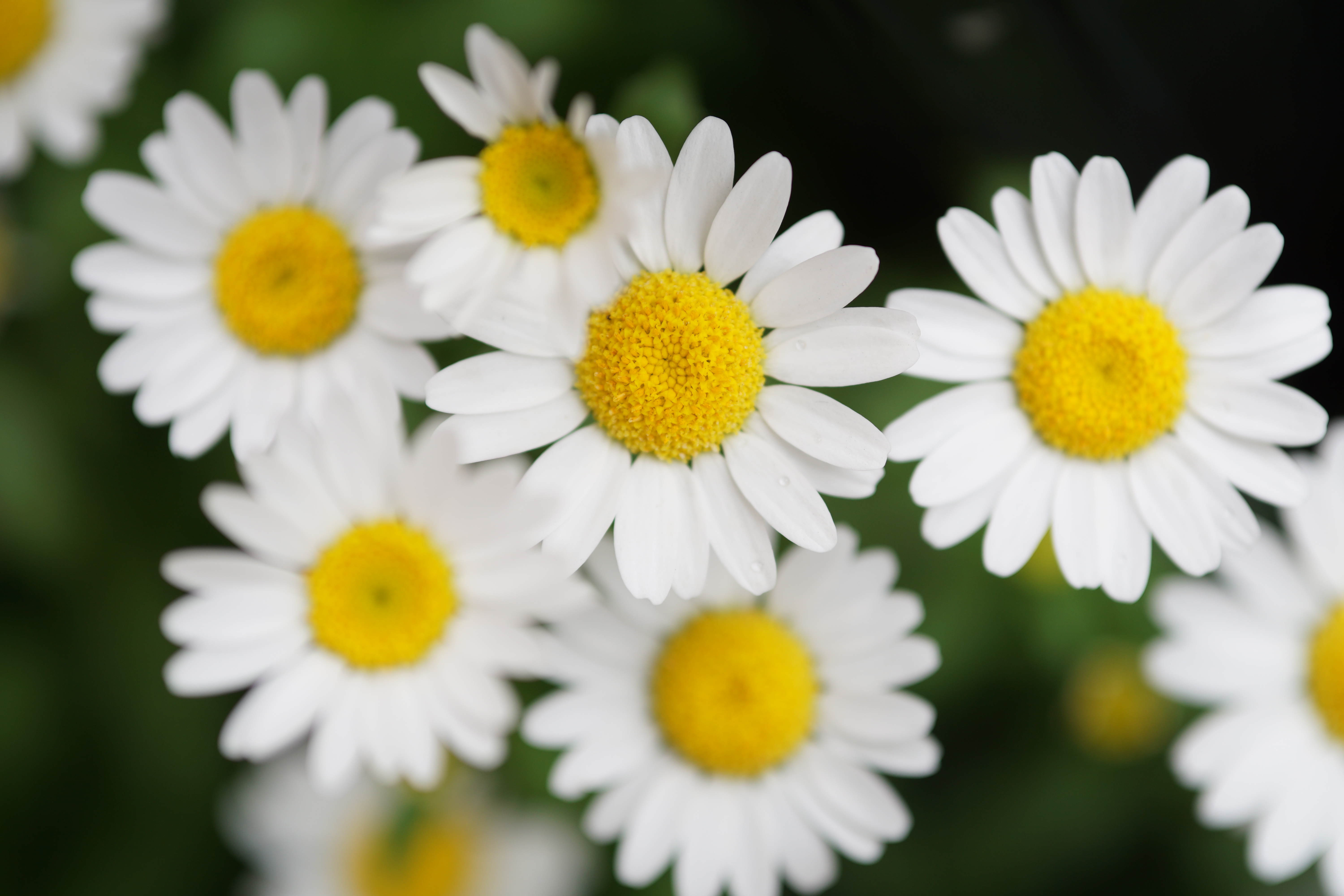 これもクローズアップレンズ使用。絞り開放では少しアマさを感じるが、画質はそこそこ実用的。フルサイズ換算だと0.4倍ぐらいになるので、けっこう楽しめる。60mm F2.8 DN / 1/200秒 / F2.8 / ISO100 / 絞り優先AE / 60mm