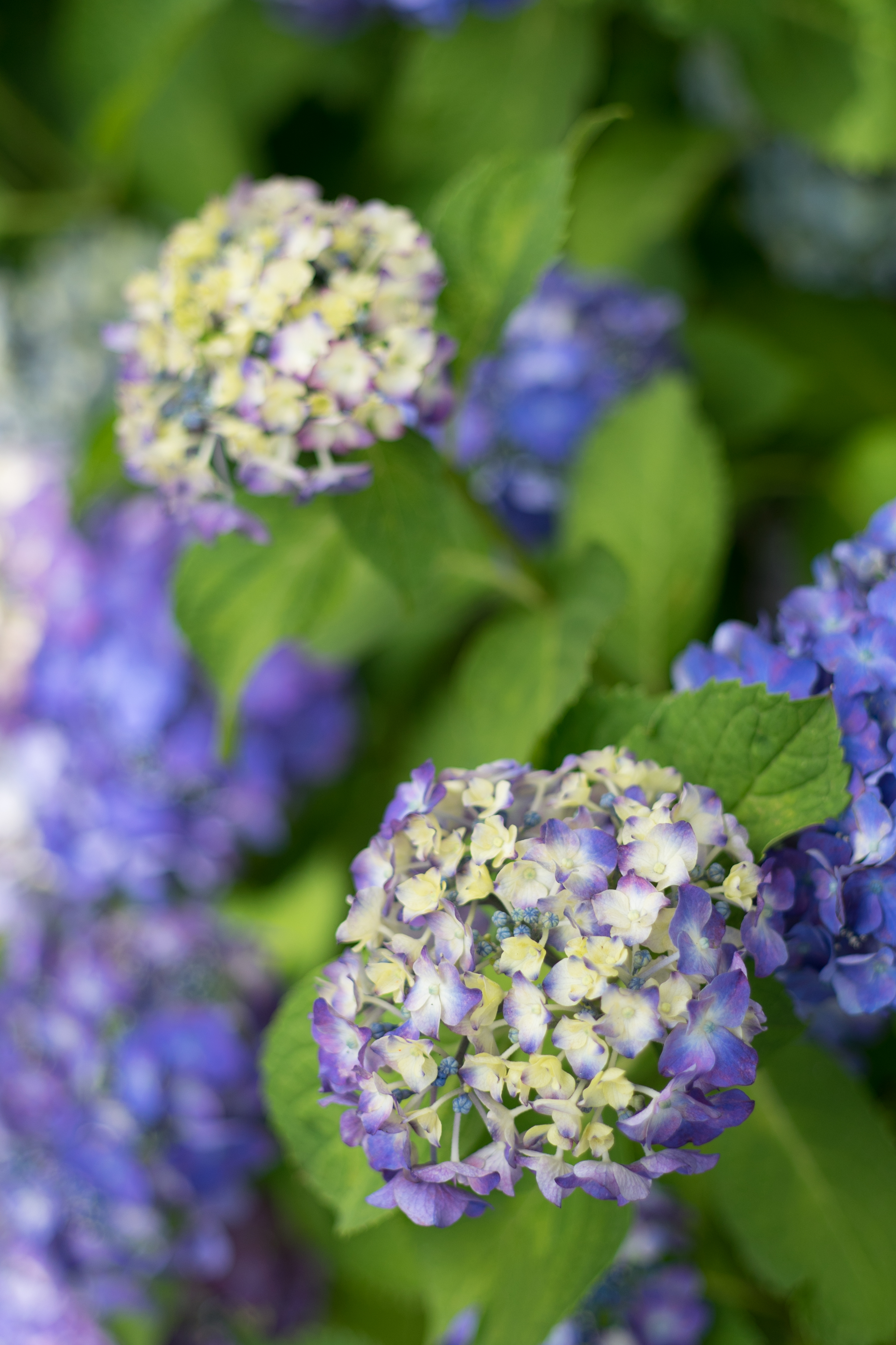 α7 / Planar T* 45mm F2 / 6,000×4,000 / 1/1,250秒 / F2 / +0.7EV / ISO100 / WB:オート / 45mm