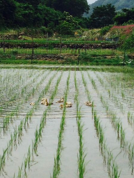 スフィアビューのスクリーンショット（左）。右が通常写真の状態（いずれもリコー提供）