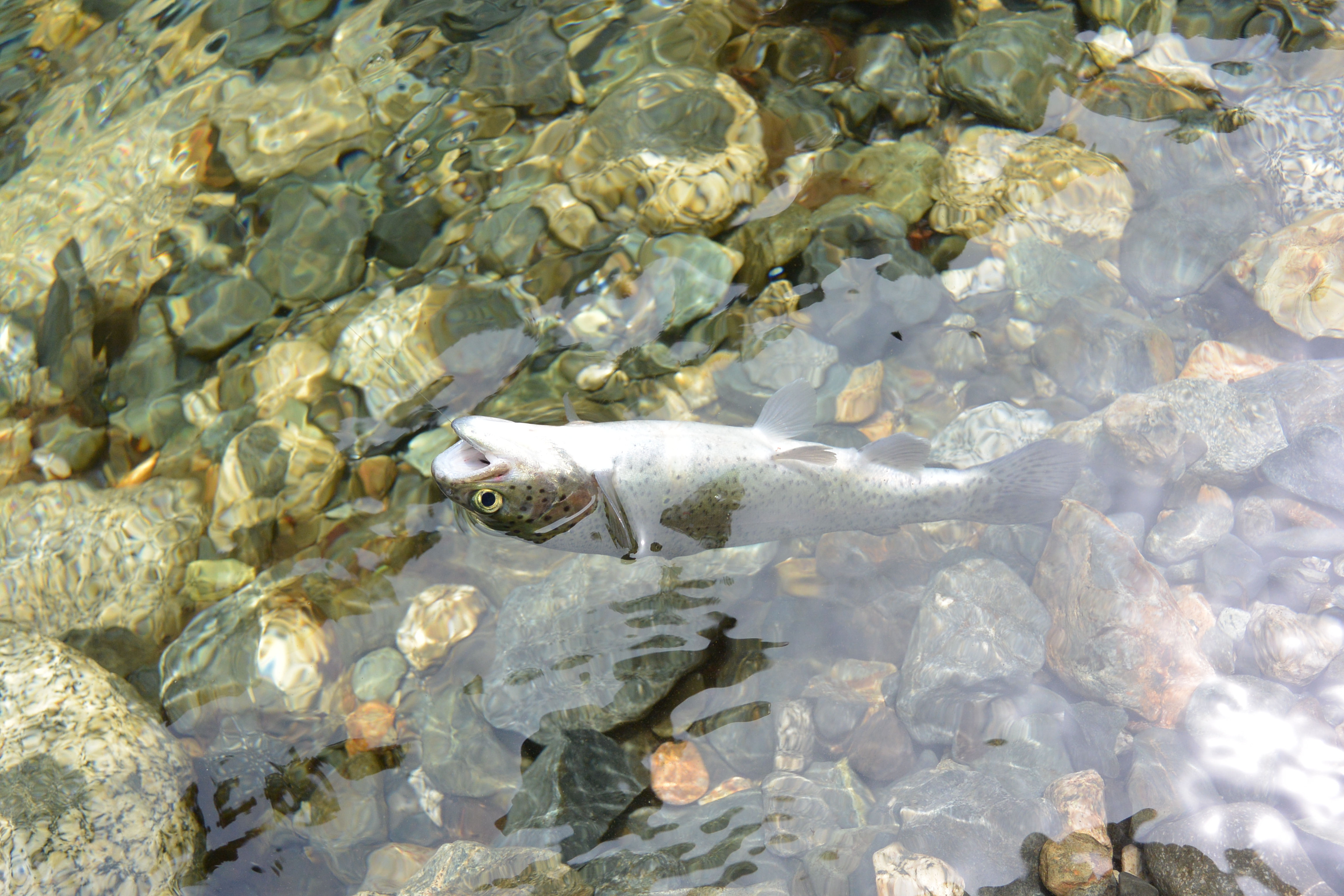 片手撮りの結果。Nikon 1 AW1・1 NIKKOR AW 11-27.5mm f/3.5-5.6・ISO160・F3.8・1/640・+0.7EV・WB:オート・33mm（35mm判換算）