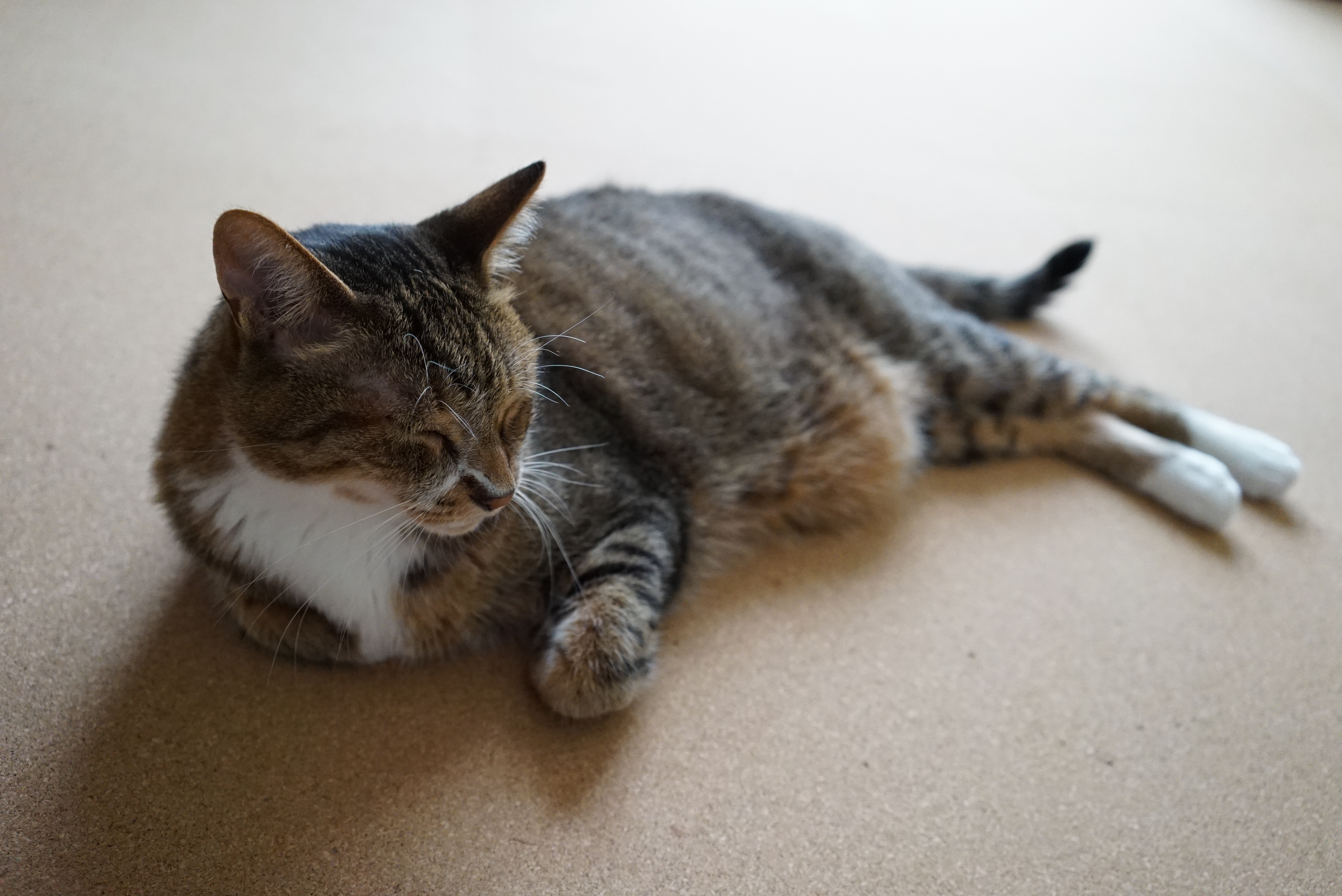 雨の日に窓から弱い光が差し込んでいた。ISOオートで撮影したらISO6400が選択されたが、高感度であってもノイズによる画質低下が少なく、フルサイズ機らいしい立体感をそのまま表現できた。ISO6400 / FE 35mm F2.8 ZA / F4 / 1/100秒