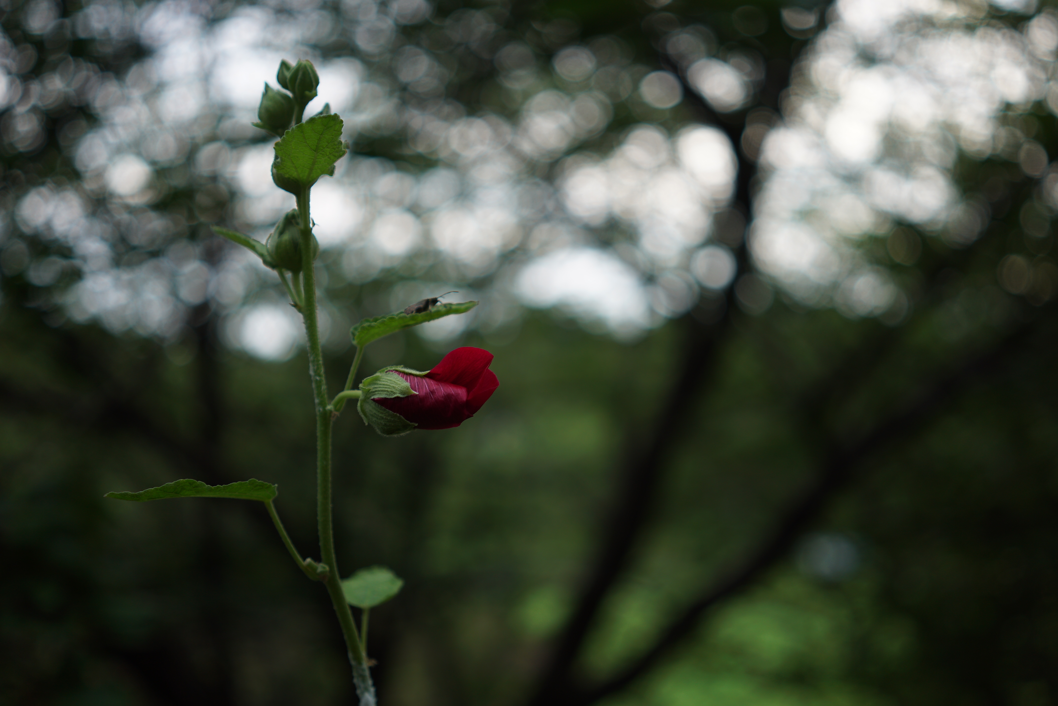 絞り値と撮影距離を変化させることで、被写界深度をコントロールしやすいのもフルサイズ機の特長。撮影距離を短くとって、木漏れ日による玉ボケをいっぱいに入れてみた。撮像センサーの特性に起因した周辺光量落ちや色カブリは極軽微で、周辺画質は安定している。ISO100 / FE 35mm F2.8 ZA / F2.8 / 1/200秒