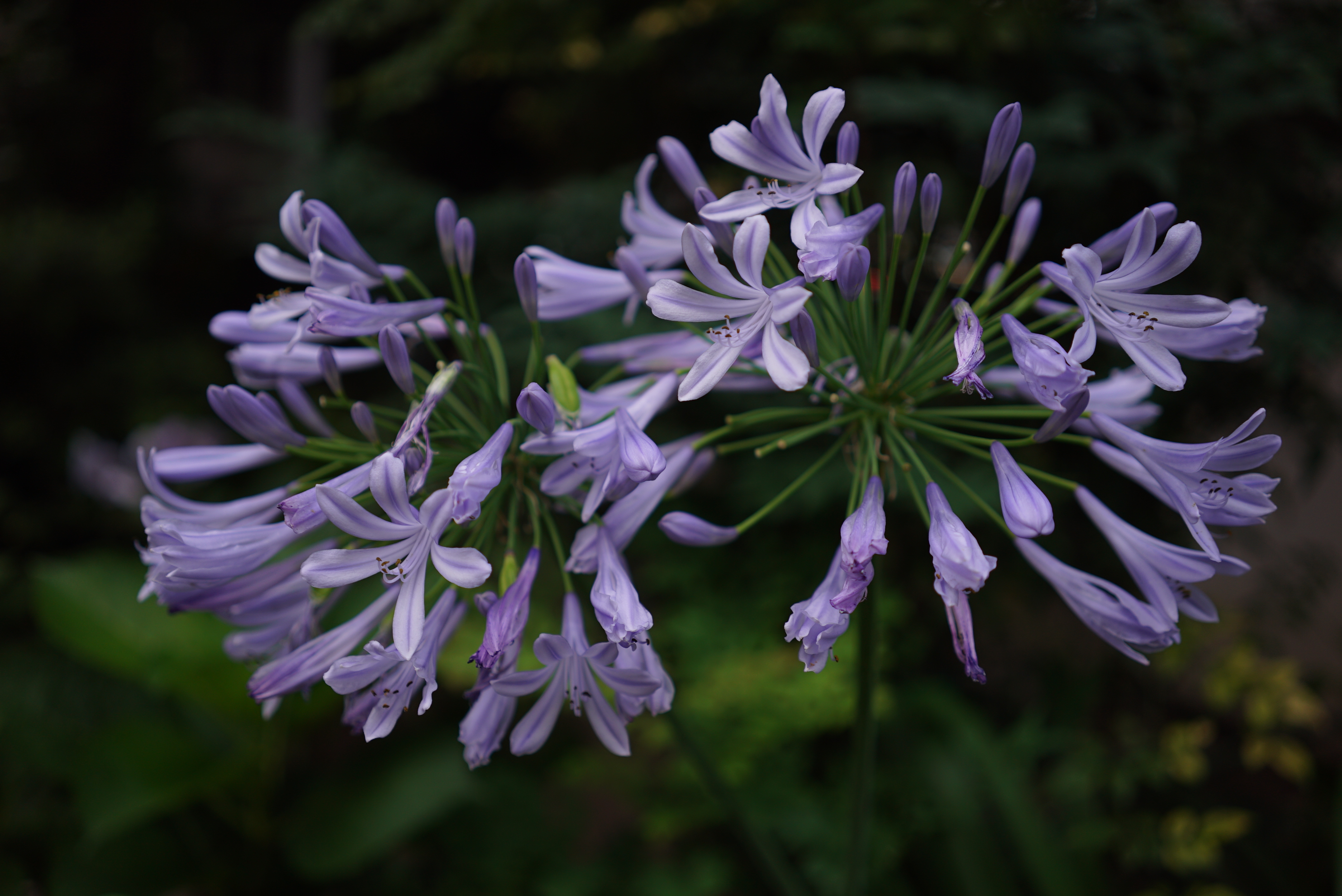 個体差の問題かも知れないが、自動露出では、ソニーの他のデジタルカメラに比べて明るく写そうとする傾向があるように感じた。-0.7EVの露出補正でややアンダー目に写し、質感描写を狙った。ISO100付近で見せてくれる質感描写は大変素晴らしい。ISO125 / FE 35mm F2.8 ZA / F2.8 / 1/60秒