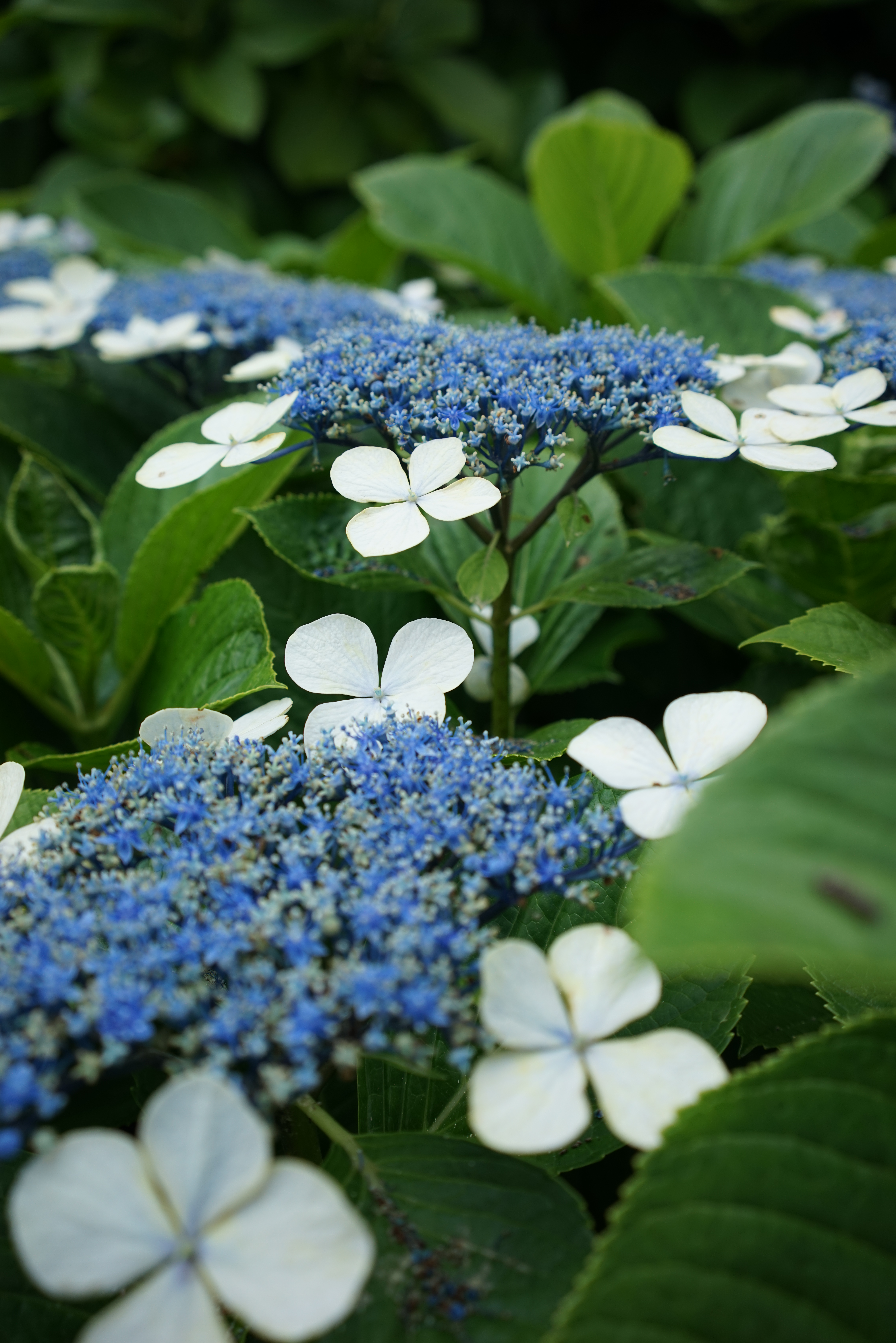 絞りF5・距離数mで撮影。α7R / 1/500秒 / F5.6 / +0.3EV / ISO200 / 絞り優先AE / 35mm