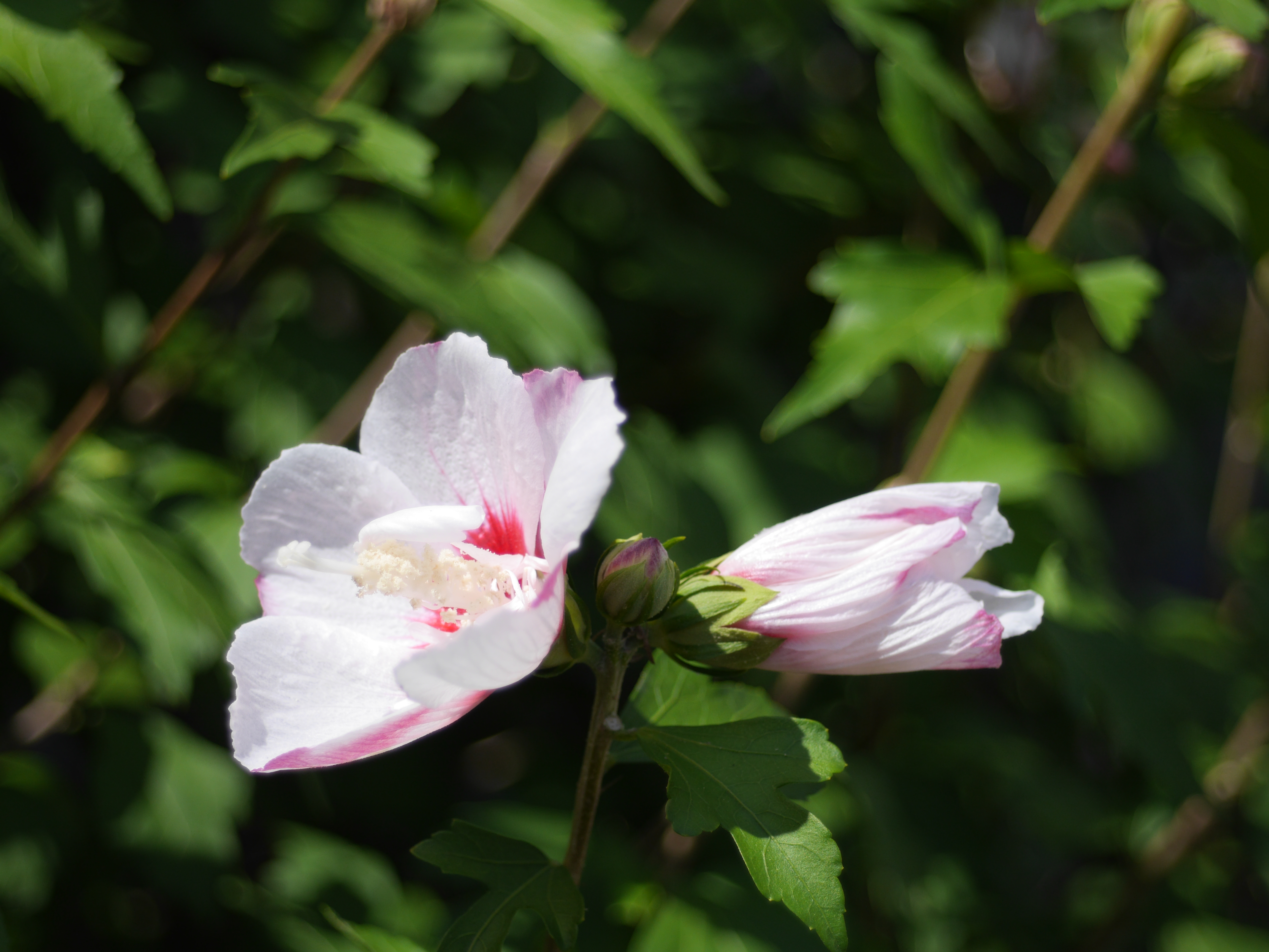 DMC-GH3 / 1/4,000秒 / F2.8 / 0EV / ISO200 / 絞り優先AE / 50mm