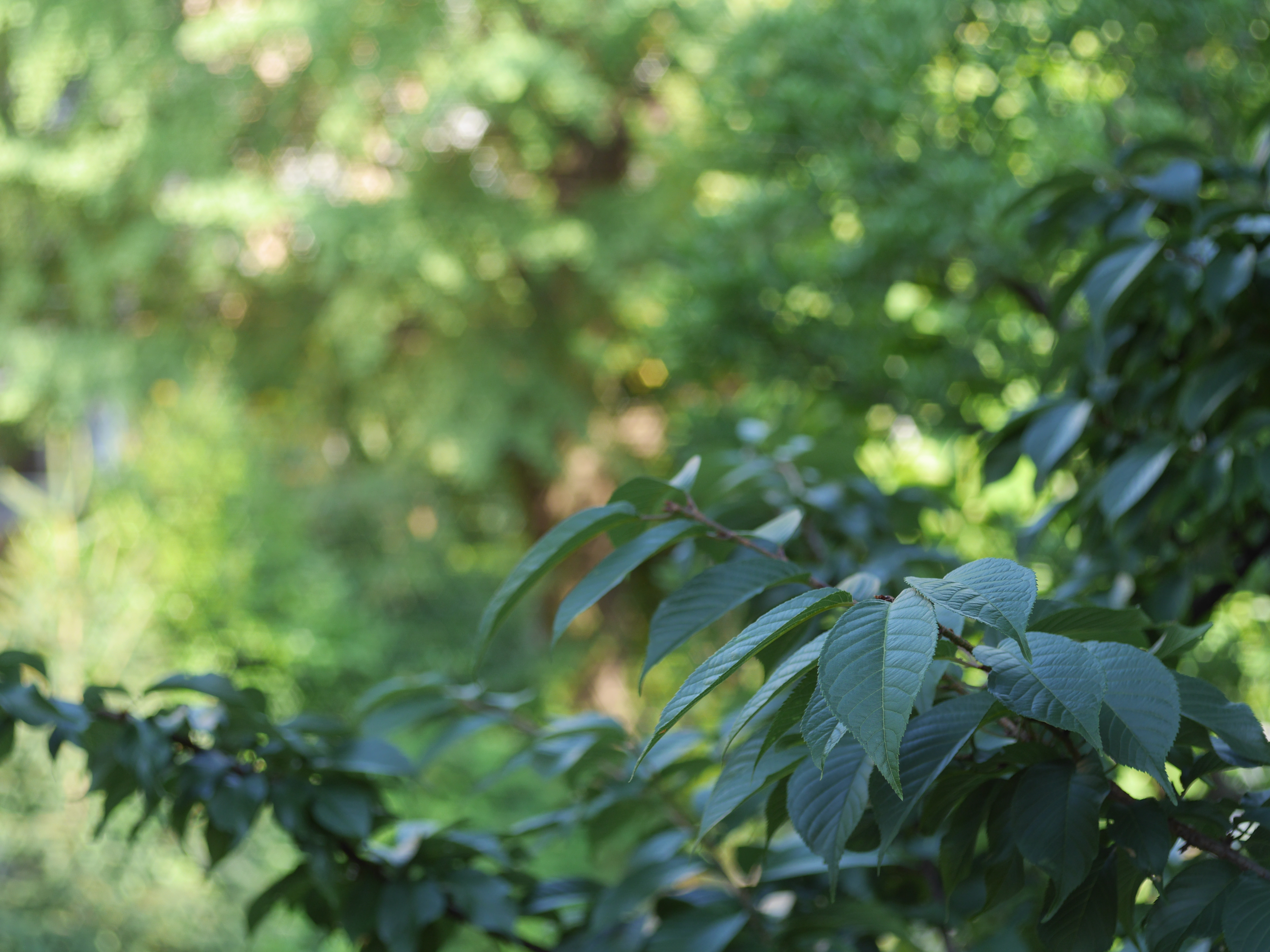 DMC-GH3 / 1/125秒 / F4 / 0EV / ISO200 / 絞り優先AE / 50mm