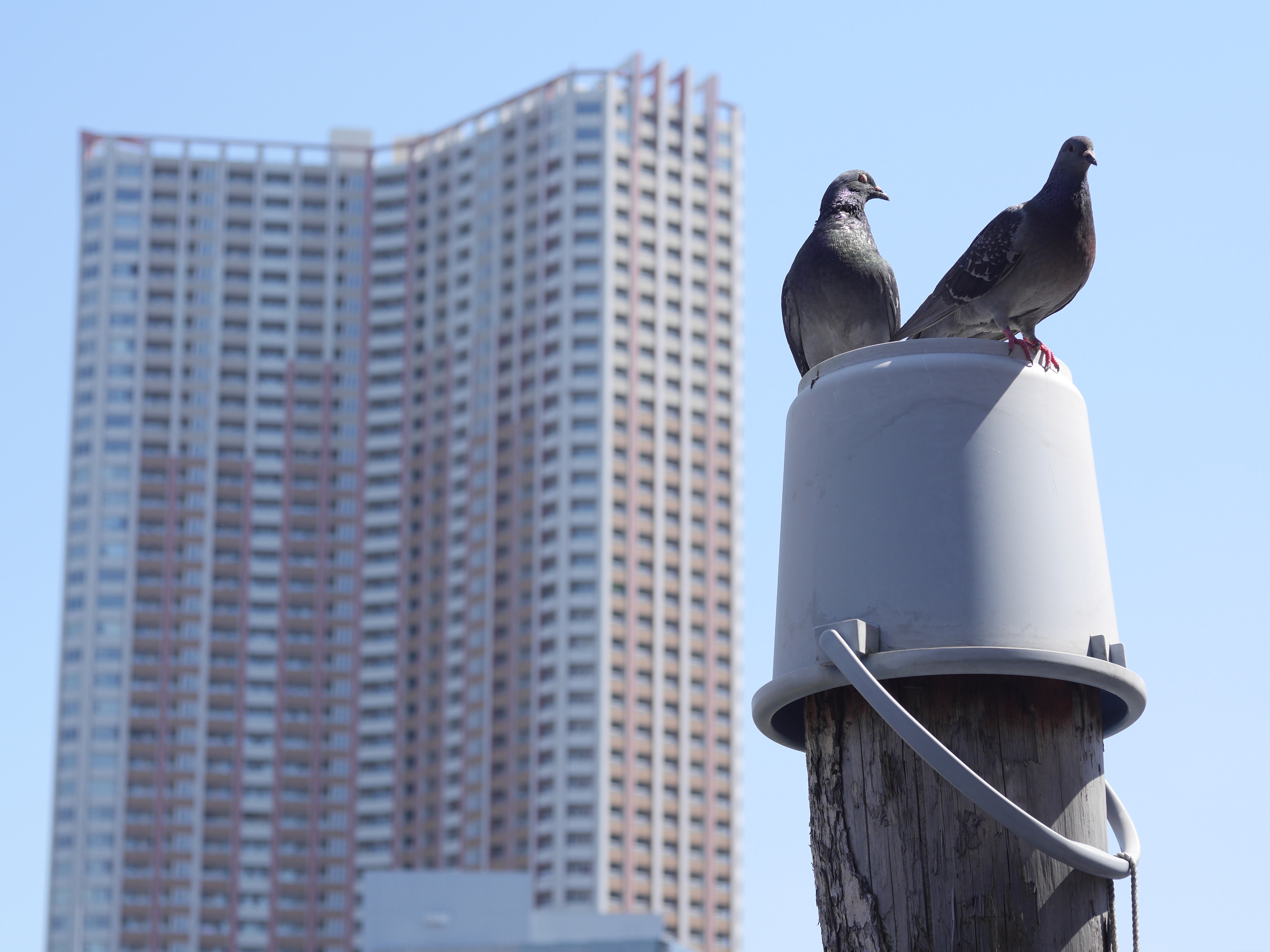 DMC-GH3 / 1/640秒 / F5.6 / +1EV / ISO200 / 絞り優先AE / 50mm