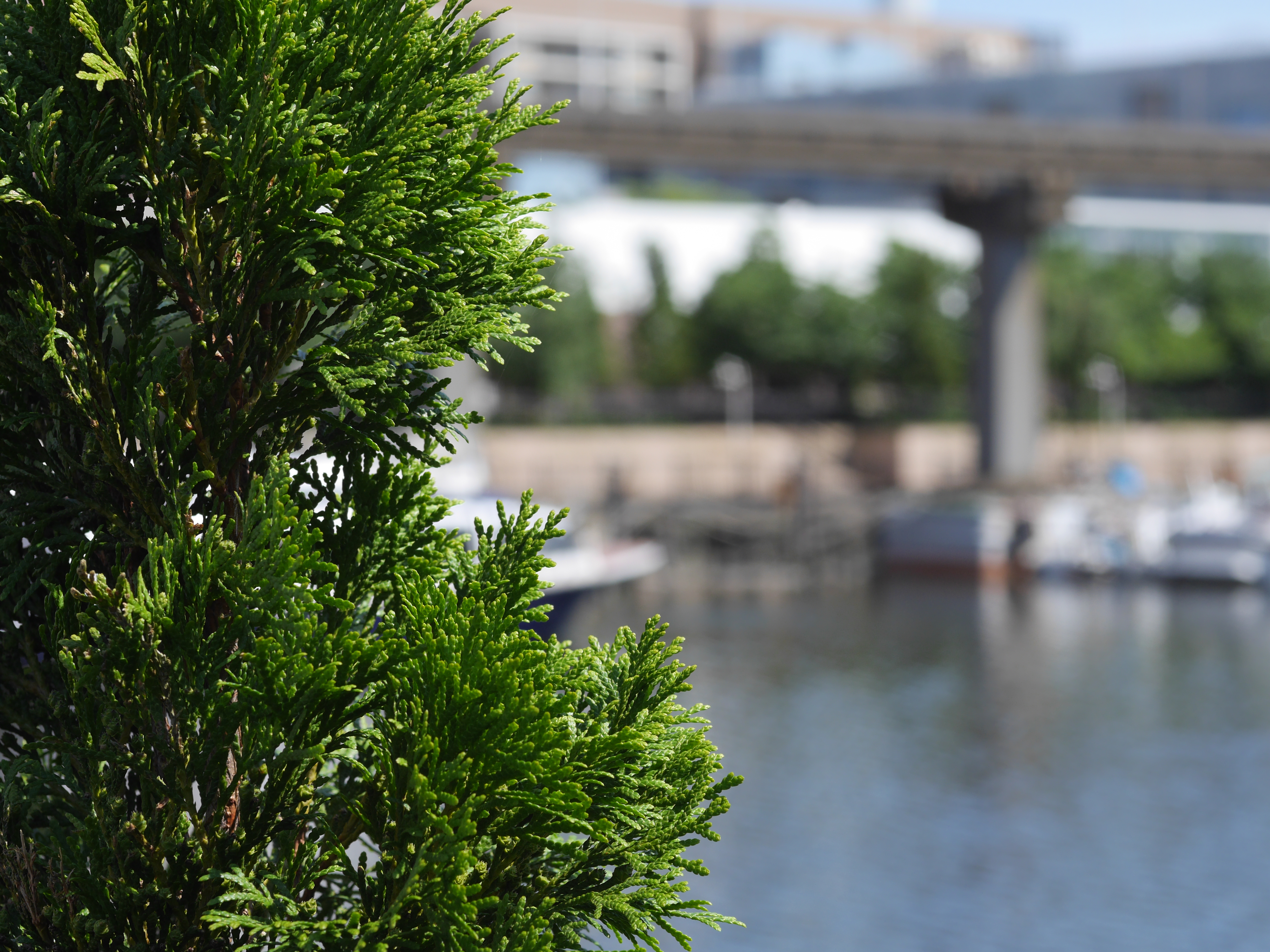 DMC-GH3 / 1/320秒 / F5.6 / 0EV / ISO200 / 絞り優先AE / 50mm