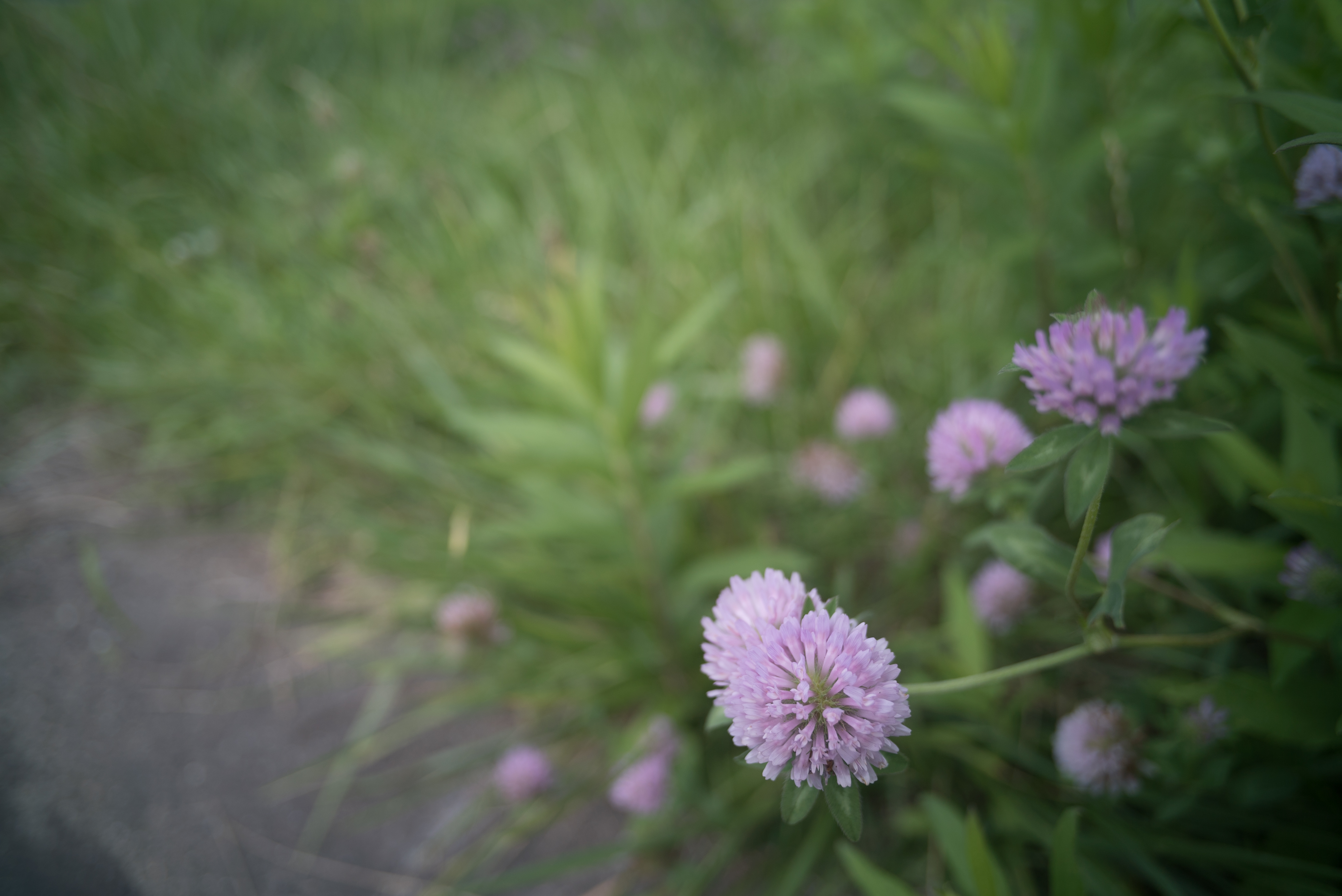 α7S / Super-Angulon-R 21mm F3.4 / 4,240×2,832 / 1/640秒 / F3.4 / 0EV / ISO100 / WB:オート