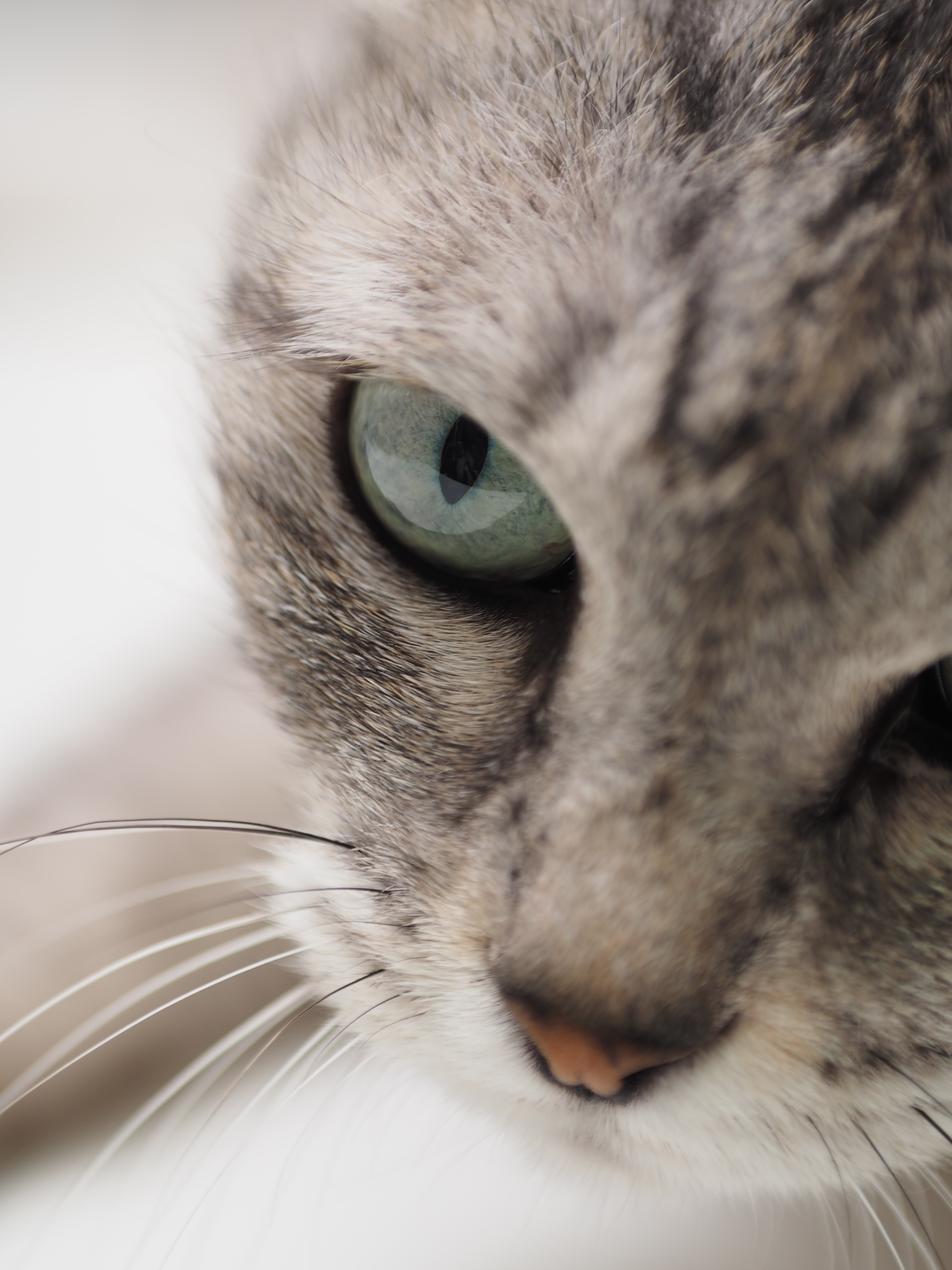 E-M1・M.ZUIKO DIGITAL 45mm F1.8・ISO200・F2.8・1/125・0EV・WB:オート（マクロコンバーターMCON-P02を装着）