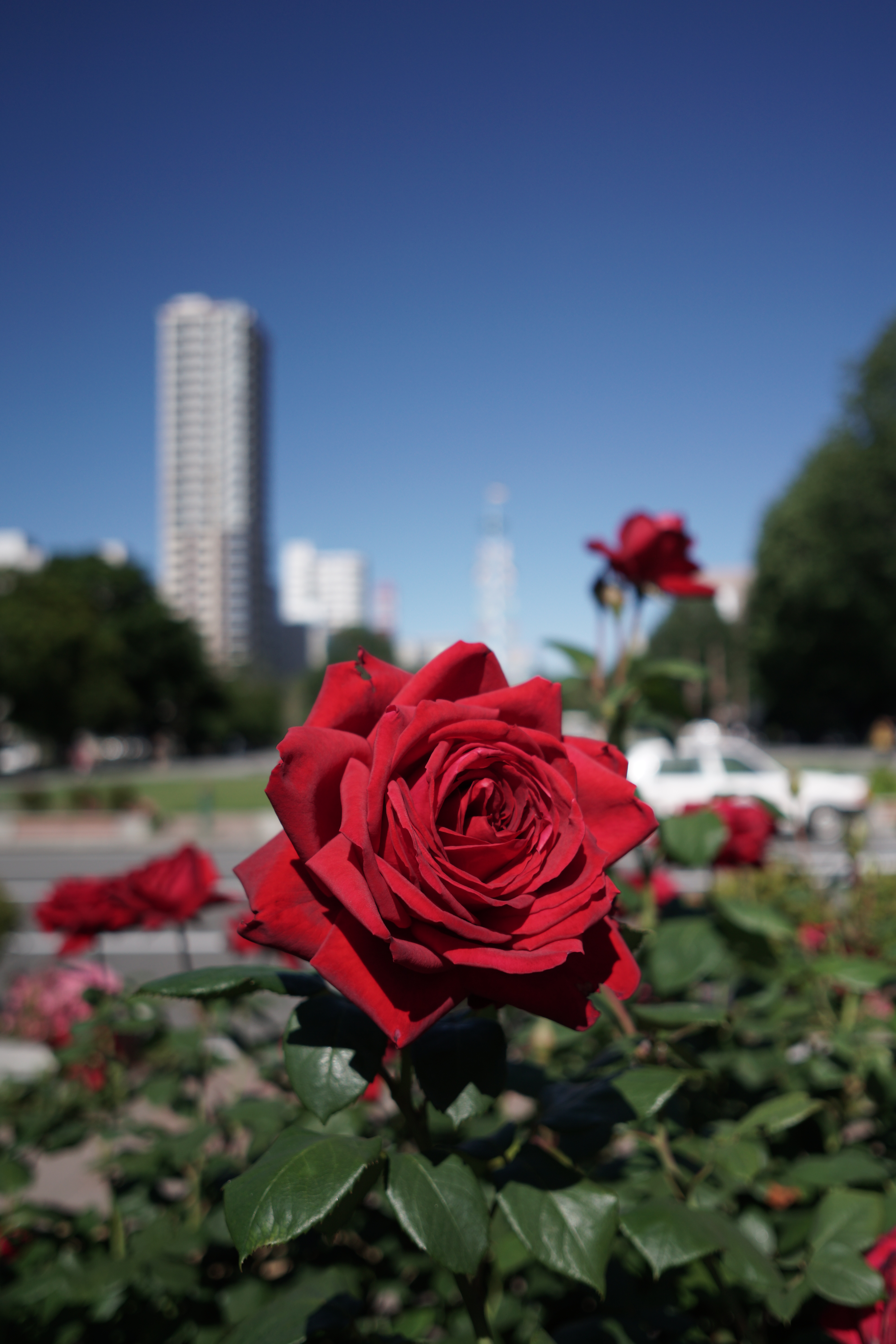 絞り開放のボケは、微妙にうるさいような感じ。60mm DNと同じく、電子先幕シャッターによる露出ムラはないようだ。19mm F2.8 DN / 1/3,200秒 / F2.8 / ISO100 / 絞り優先AE / 19mm