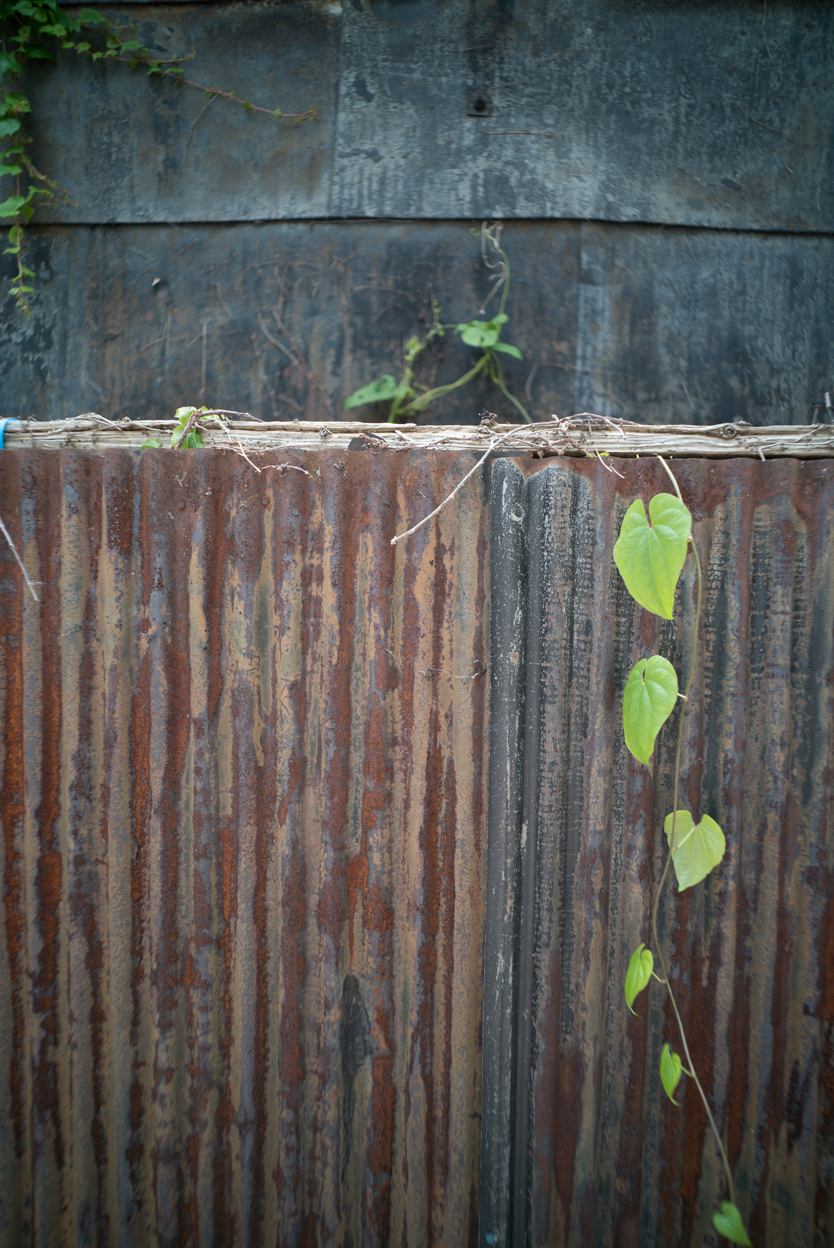 α7S / Biogon T* 21mm F2.8 / 1/200秒 / F2.8 / 0EV / ISO100 / 21mm