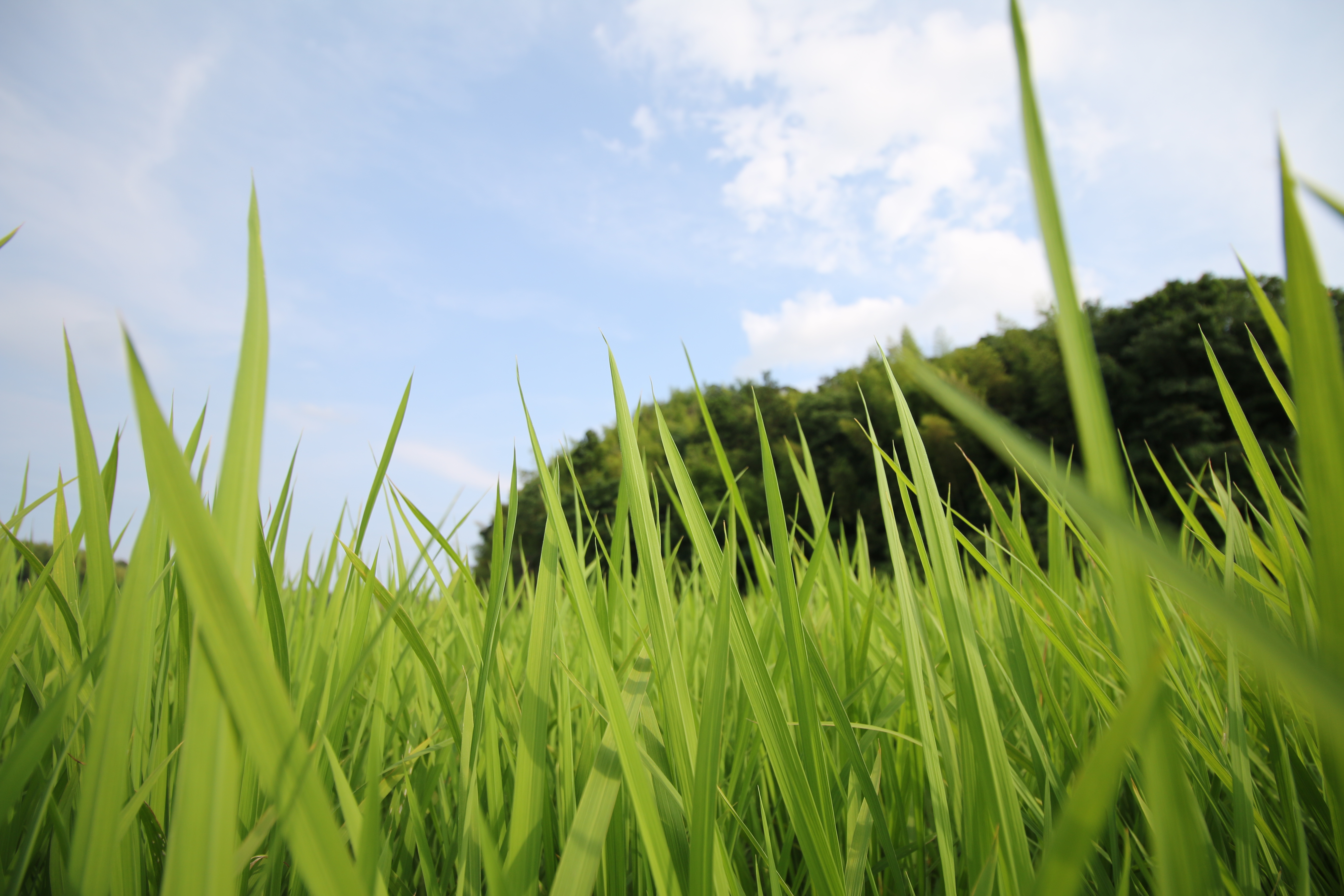 絞り開放・最短撮影距離（約22cm）で撮影。EOS 70D / 1/500秒 / F4.5 / +1EV / ISO100 / 絞り優先AE / 10mm