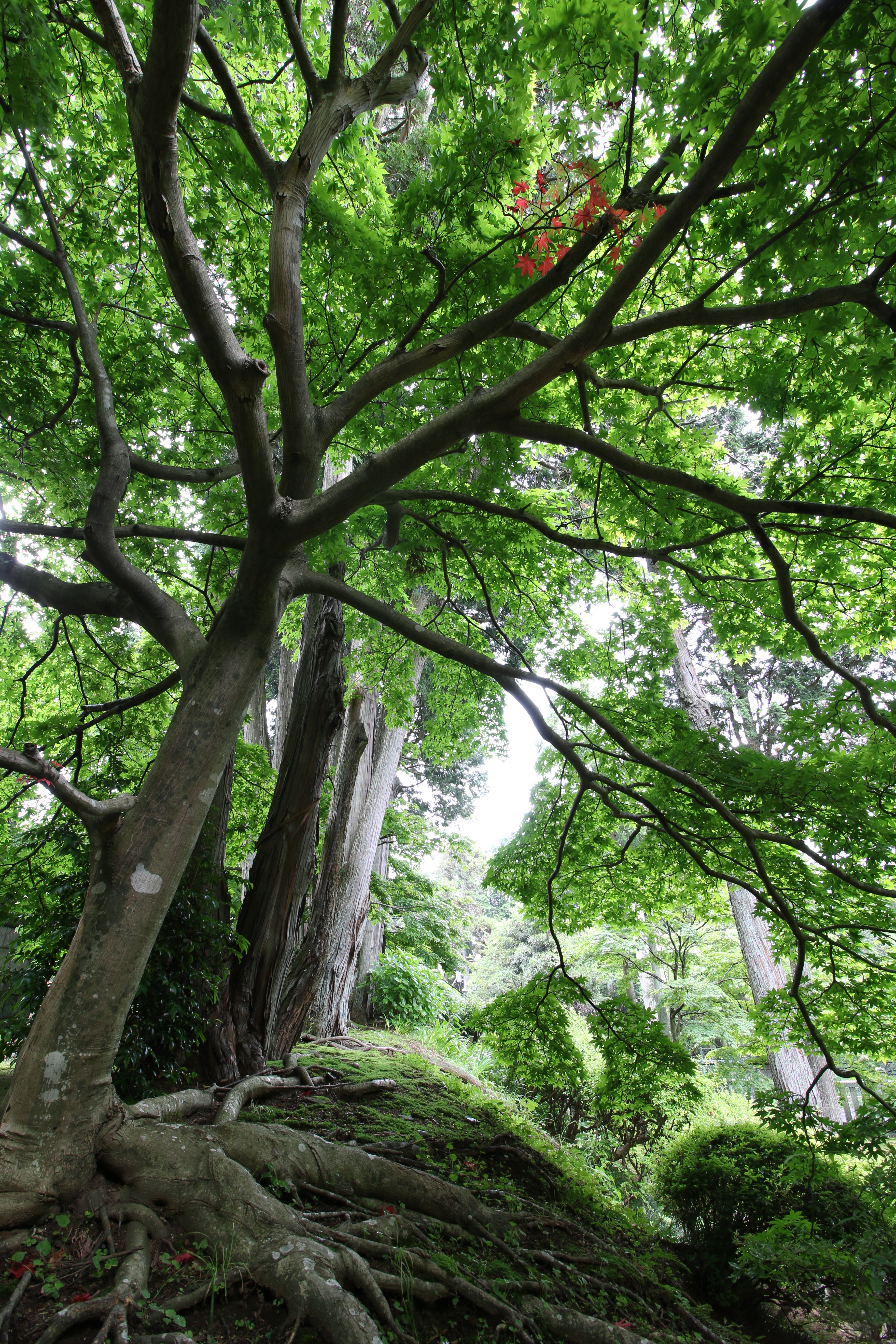 広角端10mmで撮影。木の根元から枝の先に広がる葉までを超広角レンズ特有の強い遠近感を活かそて撮影。葉と葉の間から漏れる光でもコントラストは低下せず力強い。強い生気が感じられる写真となった。EOS 70D / 1/3秒 / F8 / 0EV / ISO100 / マニュアル露出 / 10mm