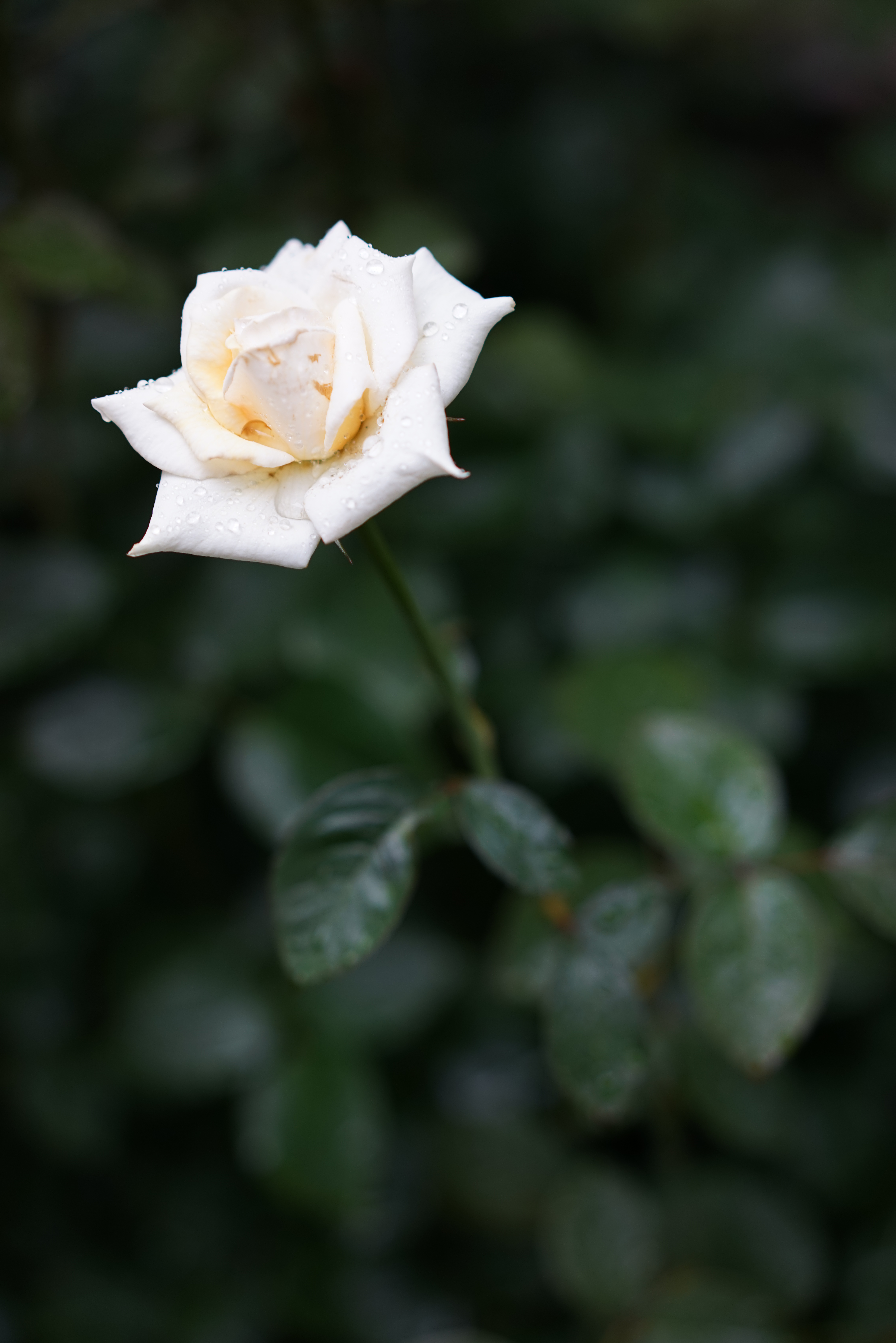 絞りはF2.2。デフォーカスとなった部分にある被写体のエッジが緩やかに消失し、柔らかいボケ味としている。ピントの合った部分の解像感は高く、より背景から被写体が浮き立っているかのように見えるα7R / 1/60秒 / F2.2 / -0.7EV / ISO200 / 絞り優先AE / 55mm