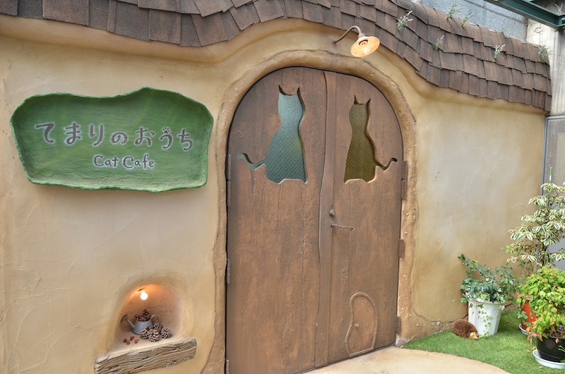 吉祥寺の猫カフェ「てまりのおうち」で猫カフェ撮影会が行なわれました。看板娘のスコティッシュフォールドのてまりちゃんをはじめ、たくさんのかわいいニャンコが出迎えてくれます。