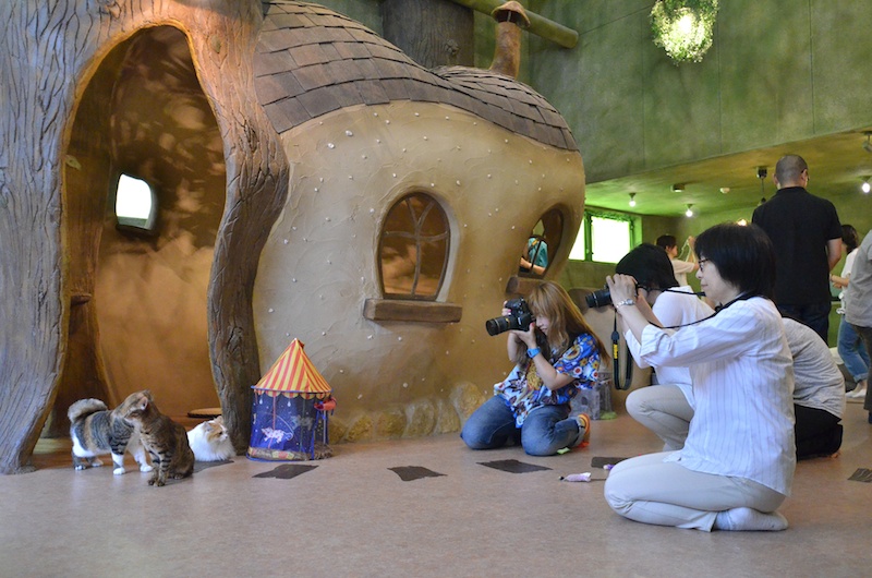 貸し切りの「てまりのおうち」で2時間たっぷり、ニャンコと遊びながら撮影しました。撮影の間、ミゾタ先生が参加者をまわり、ひとりひとりにアドバイス。