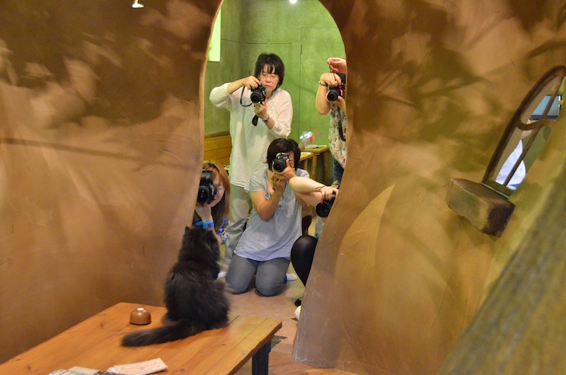 貸し切りの「てまりのおうち」で2時間たっぷり、ニャンコと遊びながら撮影しました。撮影の間、ミゾタ先生が参加者をまわり、ひとりひとりにアドバイス。