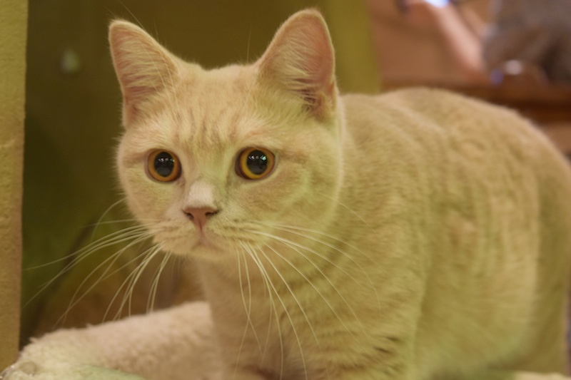 hacchiさんの作品です。ブリティッシュショートヘアのブリキくん。