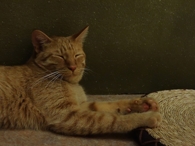 のんたんさんの作品です。野良猫だったところを拾われて、てまりのおうちの家族になったMIXのつくしくん。