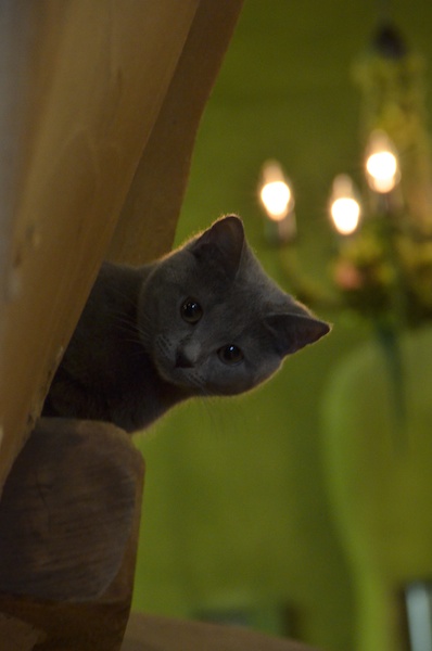 君塚えり子さんの作品です。シャルトリューのサブリナちゃん。通称はサブちゃんだそうです（笑）