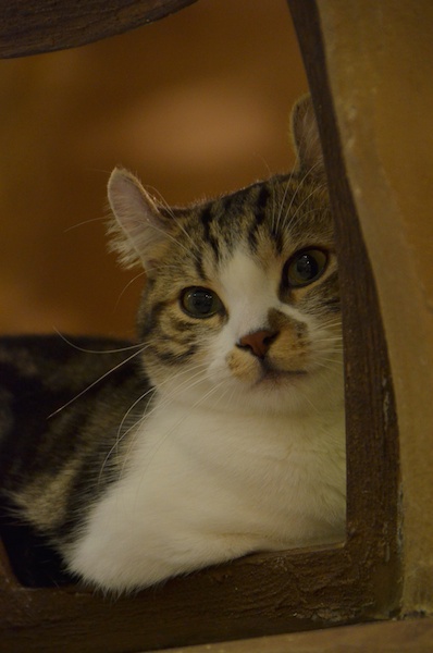 君塚えり子さんの作品です。アメリカンカールのトミーくん。