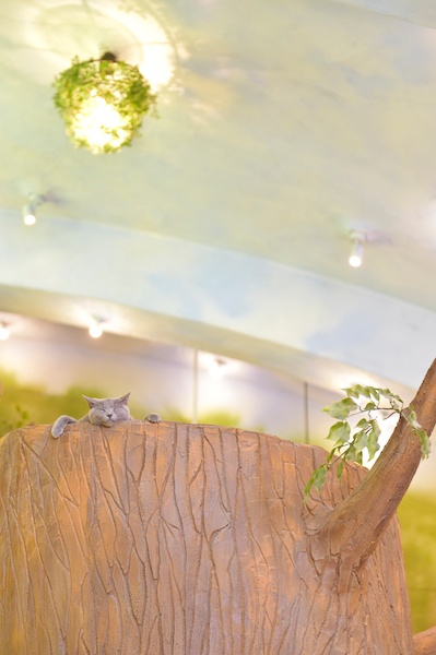 ミゾタユキ先生の作品です。シャルトリューのサブリナちゃん。