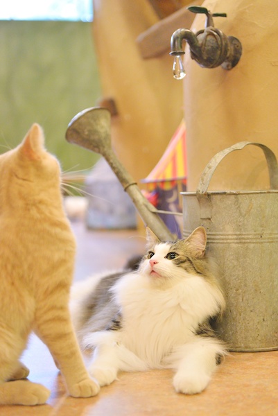 ミゾタユキ先生の作品です。ノルウェージャンフォレストキャットのフィガロくん。