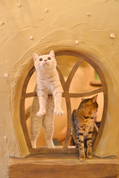 ミゾタユキ先生の作品です。ブリティッシュショートヘアのブリキくんとベンガルのドロシーちゃん。