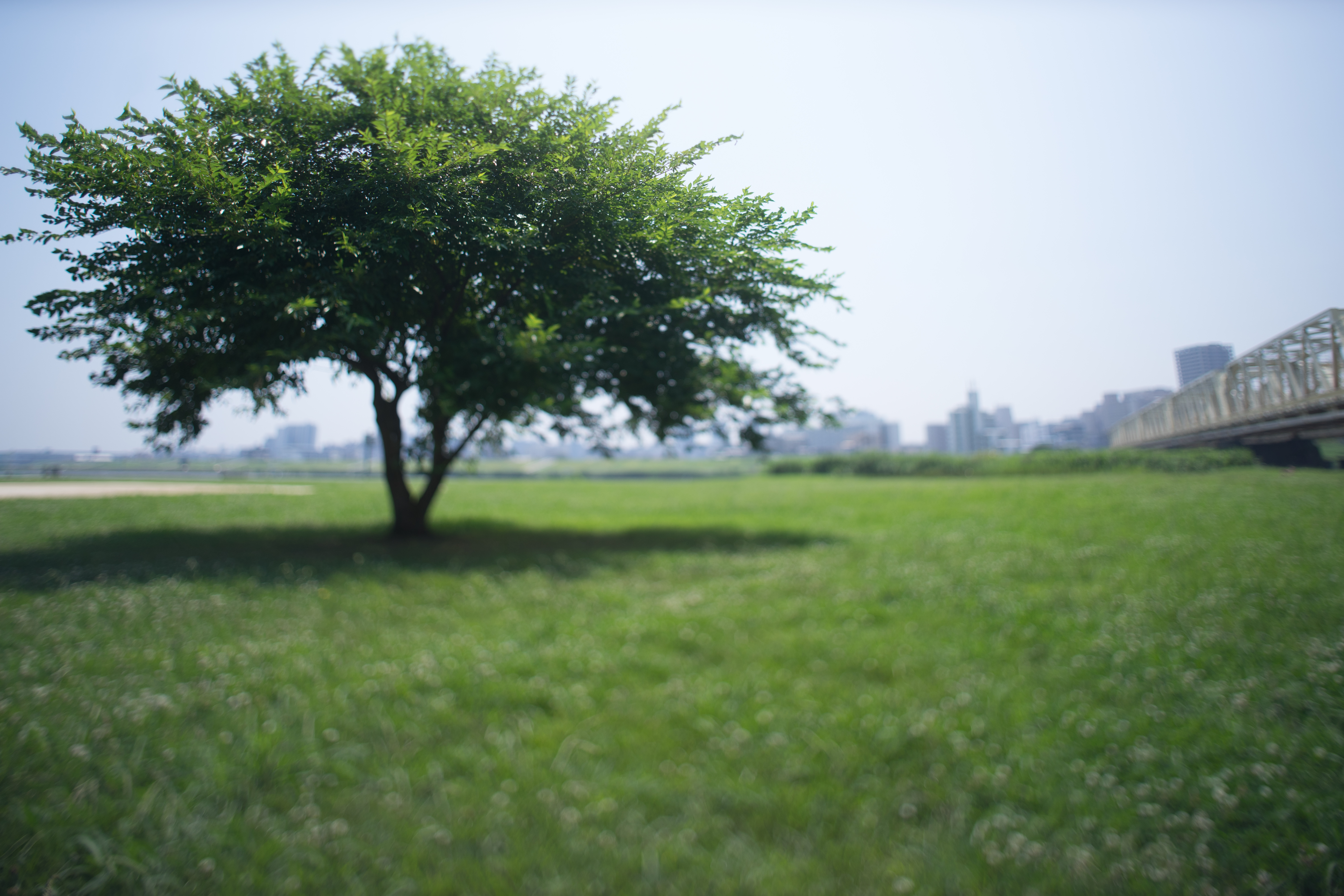 α7 / Elmarit-R 24mm F2.8 / 1/1,250秒 / F2.8 / +0.7EV / ISO100 / WB:オート / ティルトあり