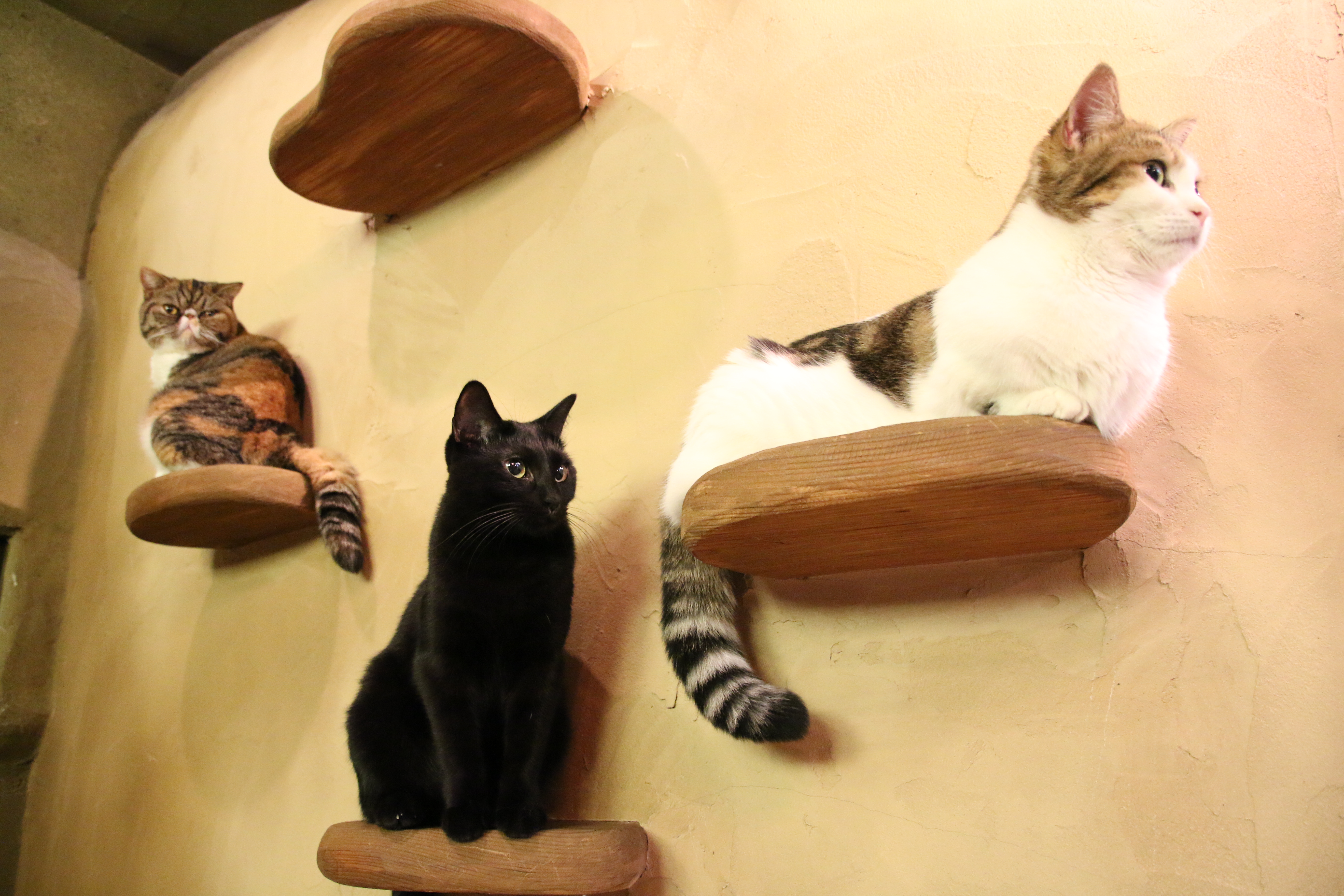 猫が壁に3匹も！広角に強いこのレンズの特徴を生かし、ひとつの画面に収めてみました。EOS 70D・16-300mm F/3.5-6.3 Di II VC PZD MACRO・絞り優先・ISO4000・F/3.5・1/40・+0.3EV・WB:オート・16mm