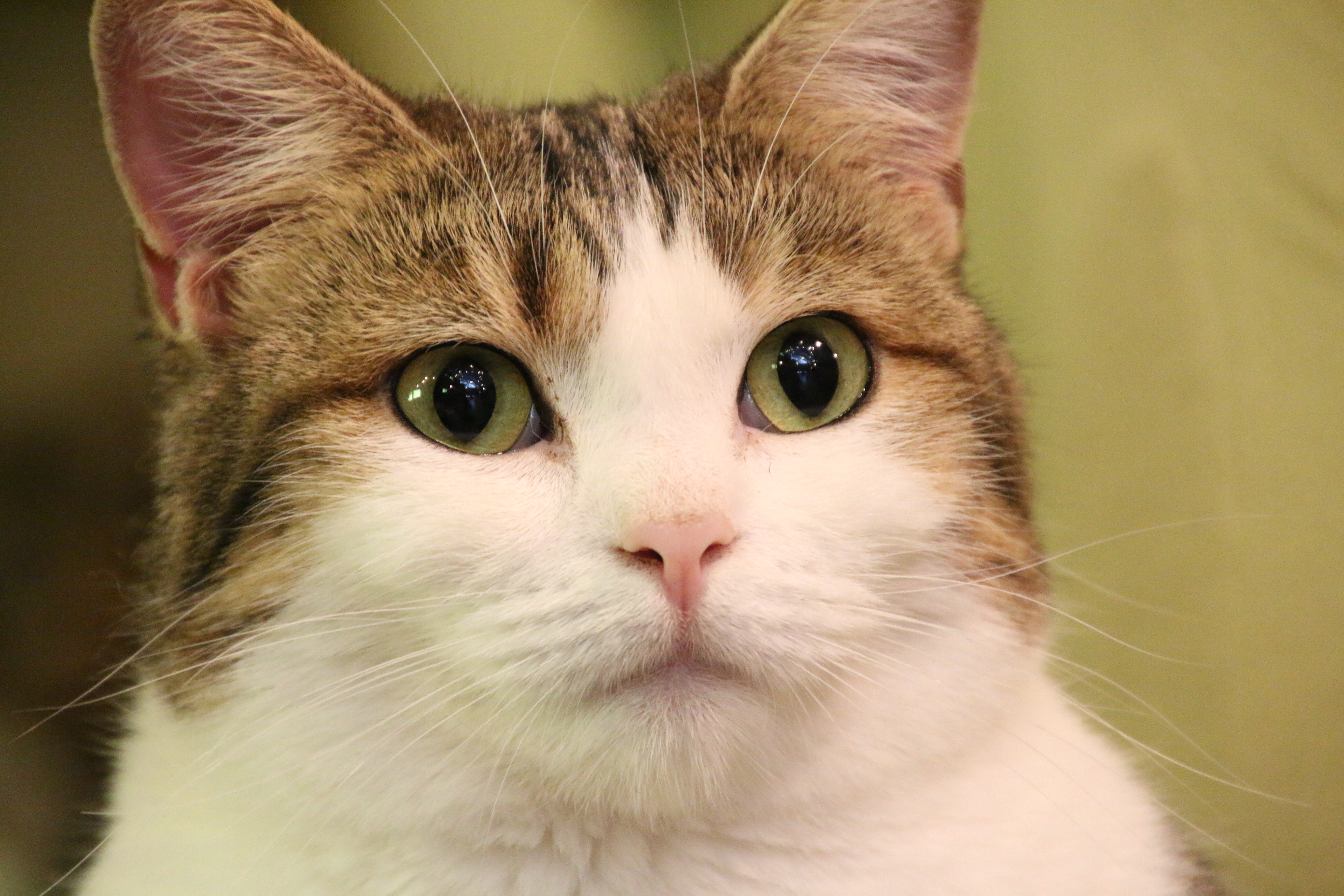 屋内での超望遠撮影ですが、強力な手ブレ補正のおかげでぶれずに撮れました。EOS 70D・16-300mm F/3.5-6.3 Di II VC PZD MACRO・絞り優先・ISO6400・F6.3・1/40・+0.3EV・WB:オート・300mm