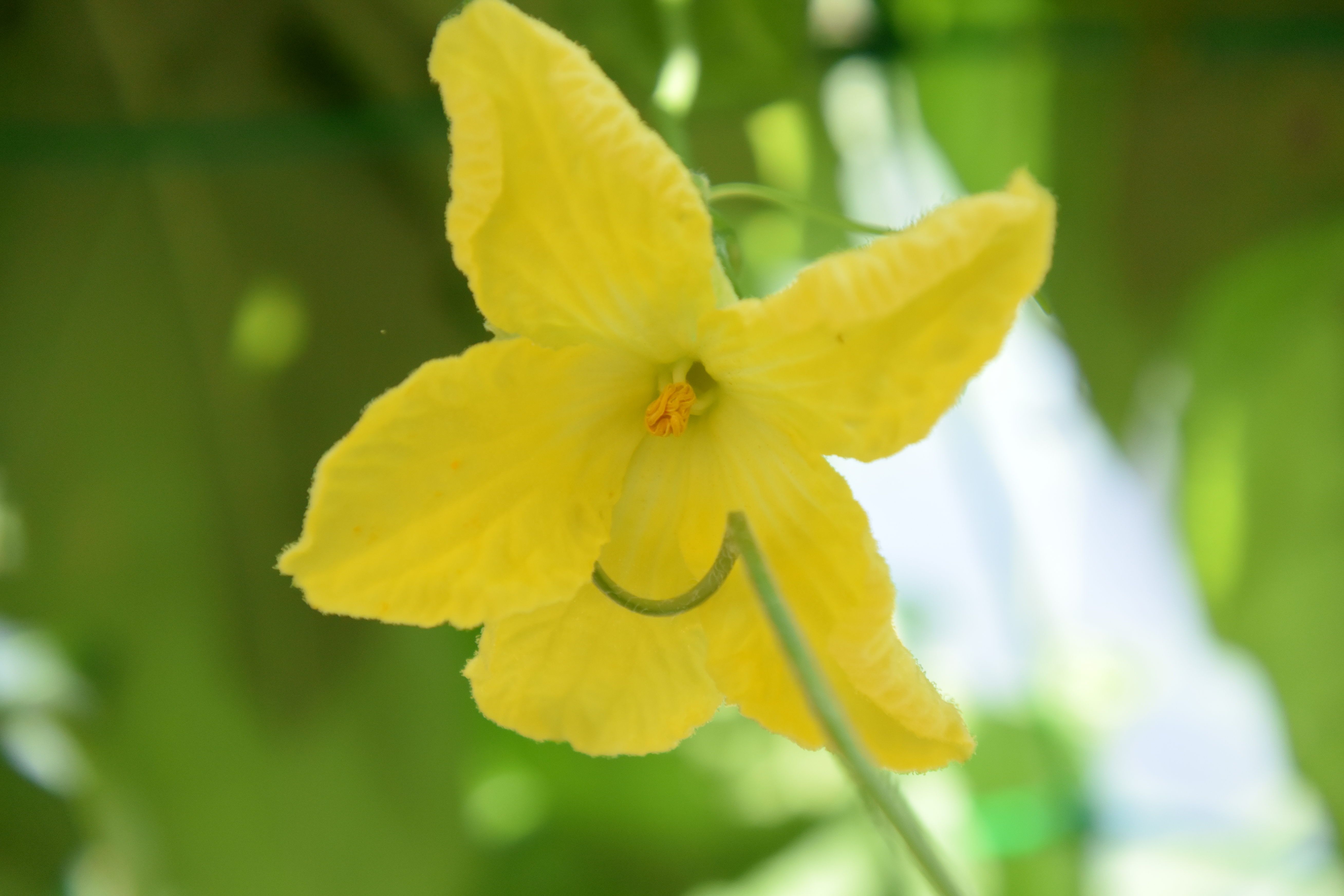 望遠端。1 NIKKOR VR 10-30mm f/3.5-5.6 PD-ZOOM / 1/160秒 / F6.3 / ISO400 / プログラムAE / 30mm
