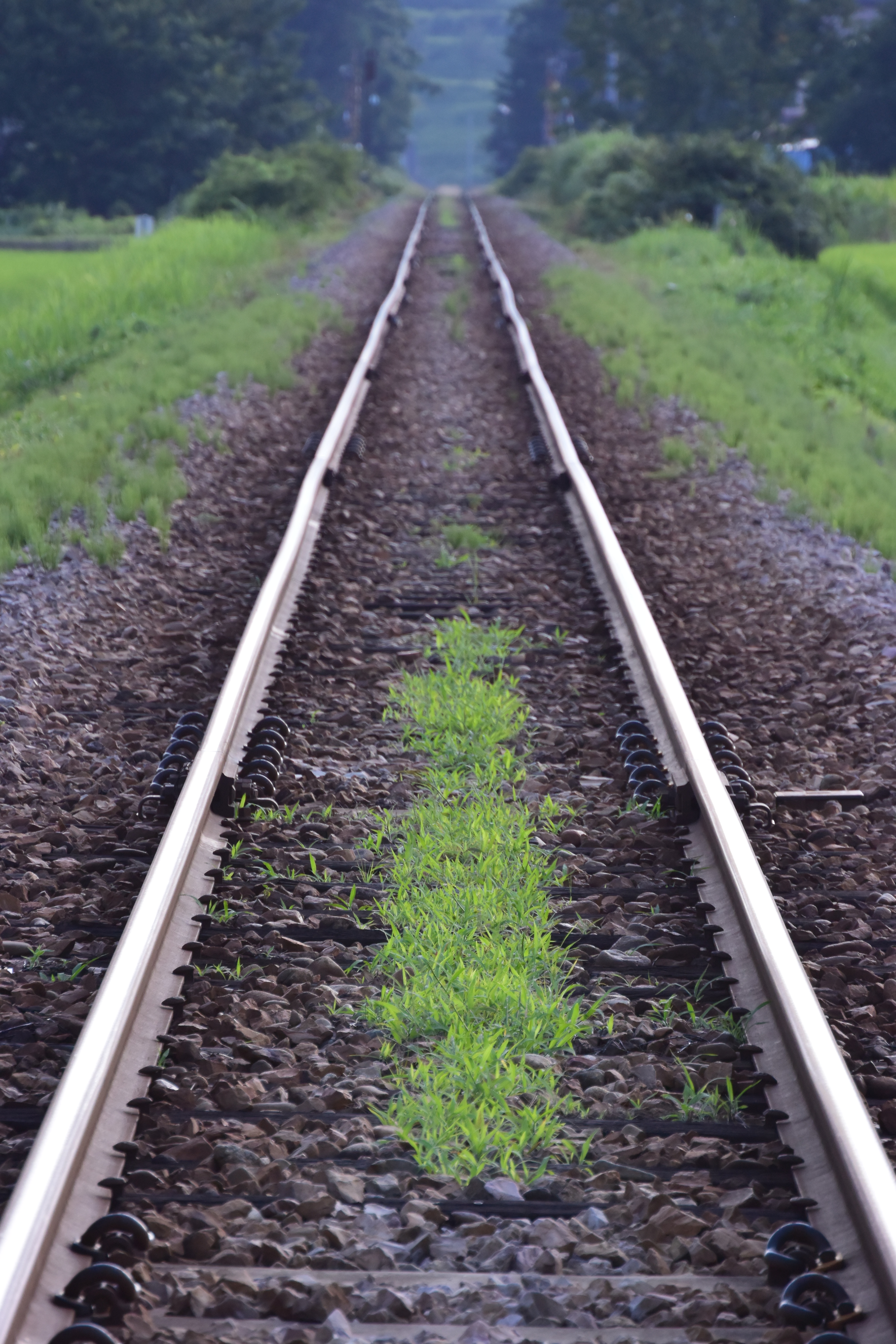 ダブルズームキットに付属する「1 NIKKOR VR 30-110mm f/3.8-5.6」のテレ端で撮影。手前の草にピントを合わせているが、遠景のボケは比較的滑らか。手ブレ補正機構（VR）を搭載しているので、こういうシーンも手持ちで楽にこなせる。1 NIKKOR VR 30-110mm f/3.8-5.6 / 1/320秒 / F5.6 / ISO400 / プログラムAE / 110mm