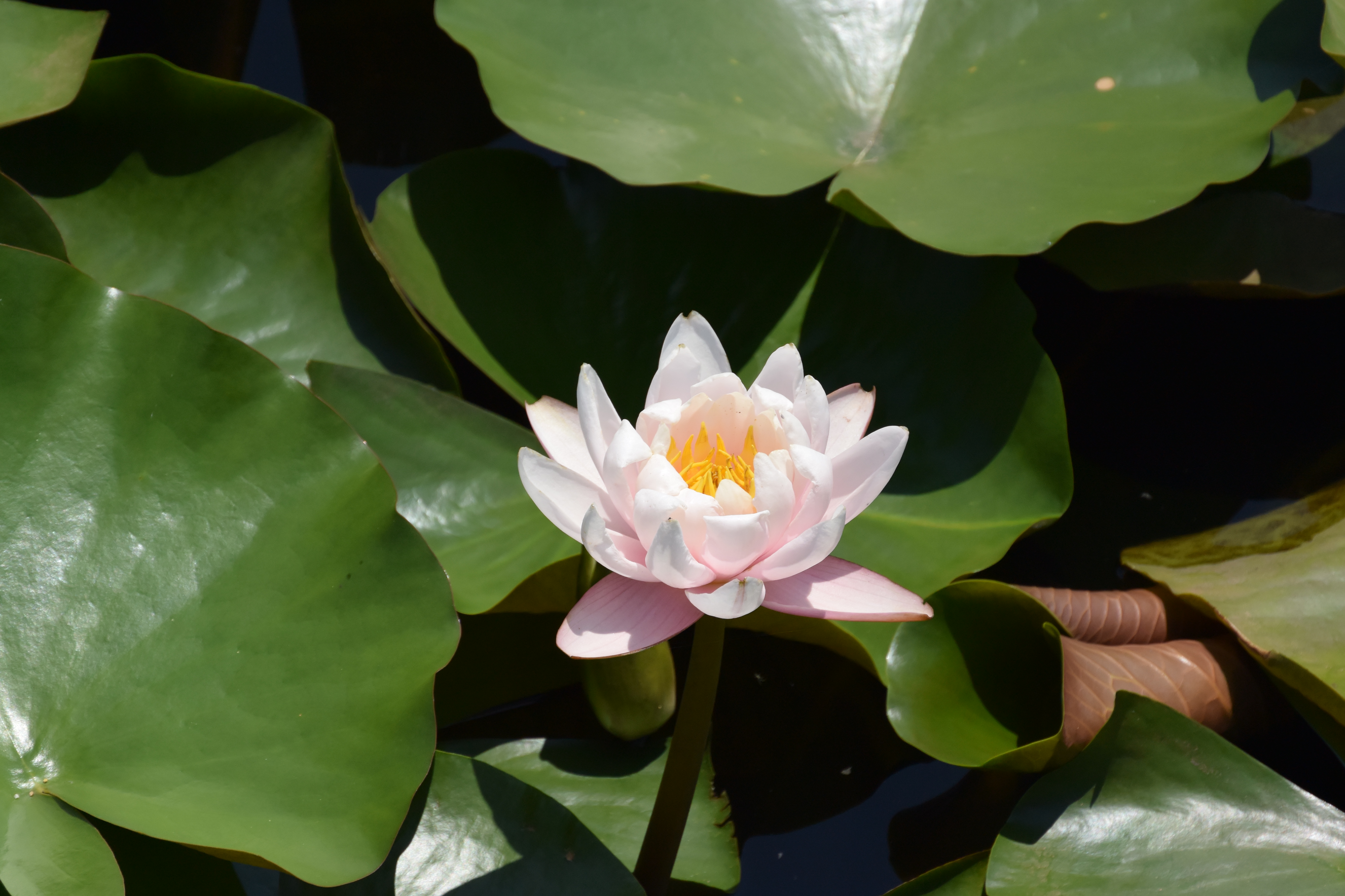 こちらも1 NIKKOR VR 30-110mm f/3.8-5.6のテレ端で撮影した。撮影当時、非常に日差しが強く、液晶モニターを見ながらの撮影はけっこう難儀した。やはりいざという時のためにもEVFが有るのが望ましい。1 NIKKOR VR 30-110mm f/3.8-5.6 / 1/1,000秒 / F5.6 / ISO180 / プログラムAE / 110mm