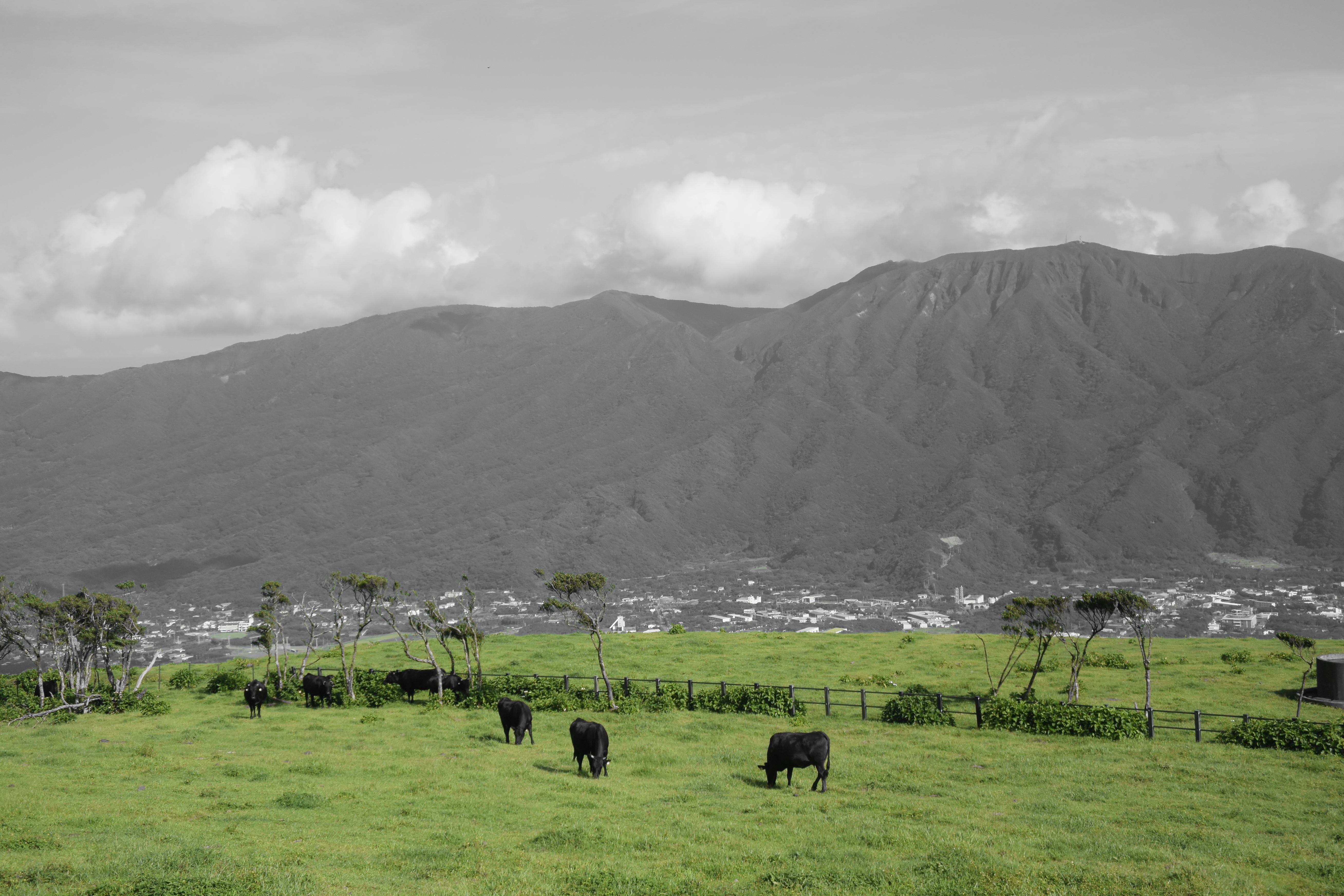 クリエイティブモードのセレクトカラーを使用し、グリーンのみをカラーにしてみた。どういうときにセレクトカラーを使うのかと聞かれると困ってしまうが、たまにお遊び気分でやってみるとわりと面白い。1 NIKKOR VR 10-30mm f/3.5-5.6 PD-ZOOM / 1/1,000秒 / F4.8 / ISO160 / クリエイティブモード / 21mm