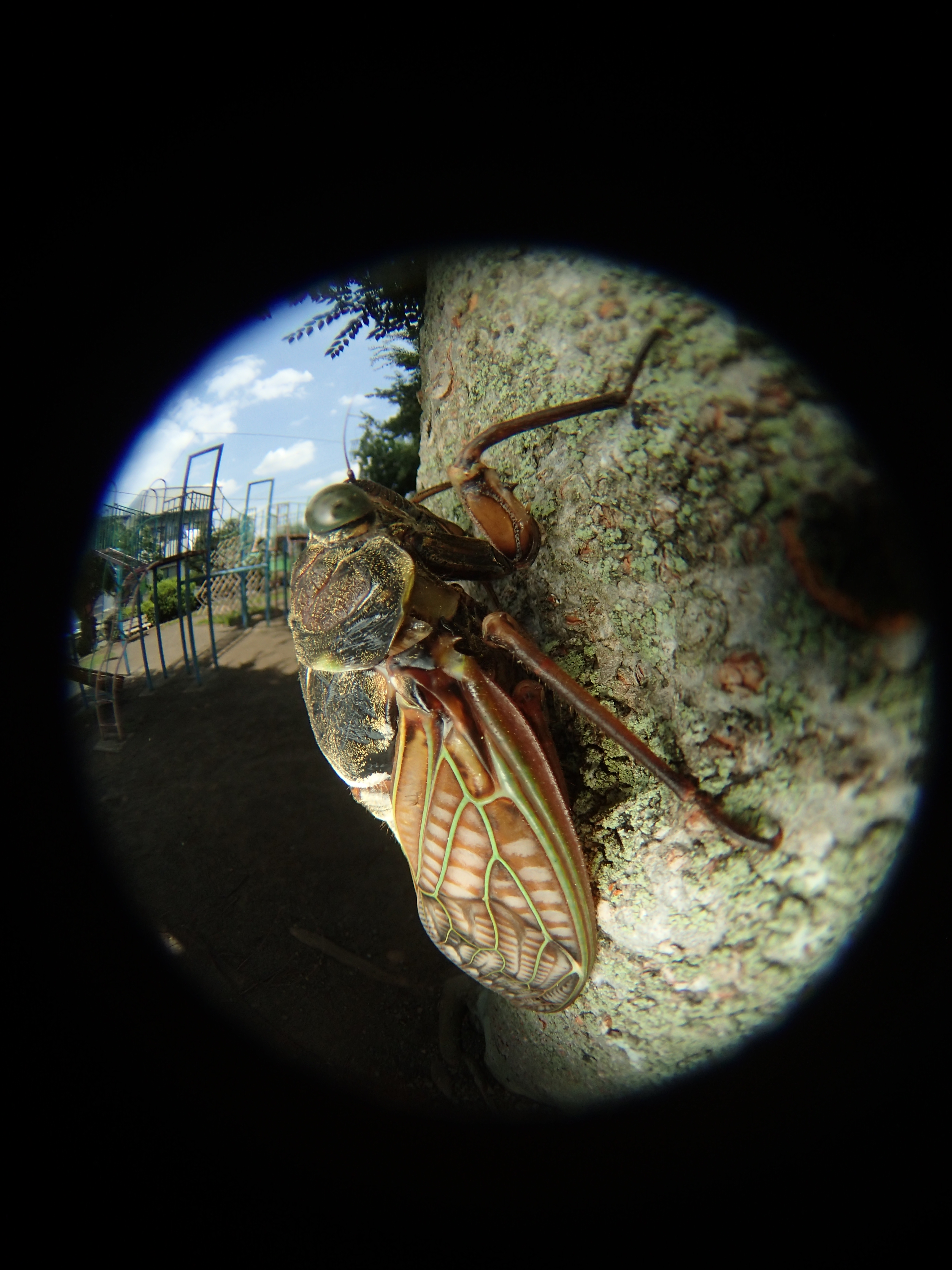 絞りを最小（F14）にして撮影したところ、背景が適正露出になり、青空も描写され良い感じになった。しかし被写界深度はF5.6と変わらない。実は、TG-3の最小絞りはNDフィルターを挿入する疑似絞りなのである。メーカーとしては回折現象による画質低下を避けたのだろう