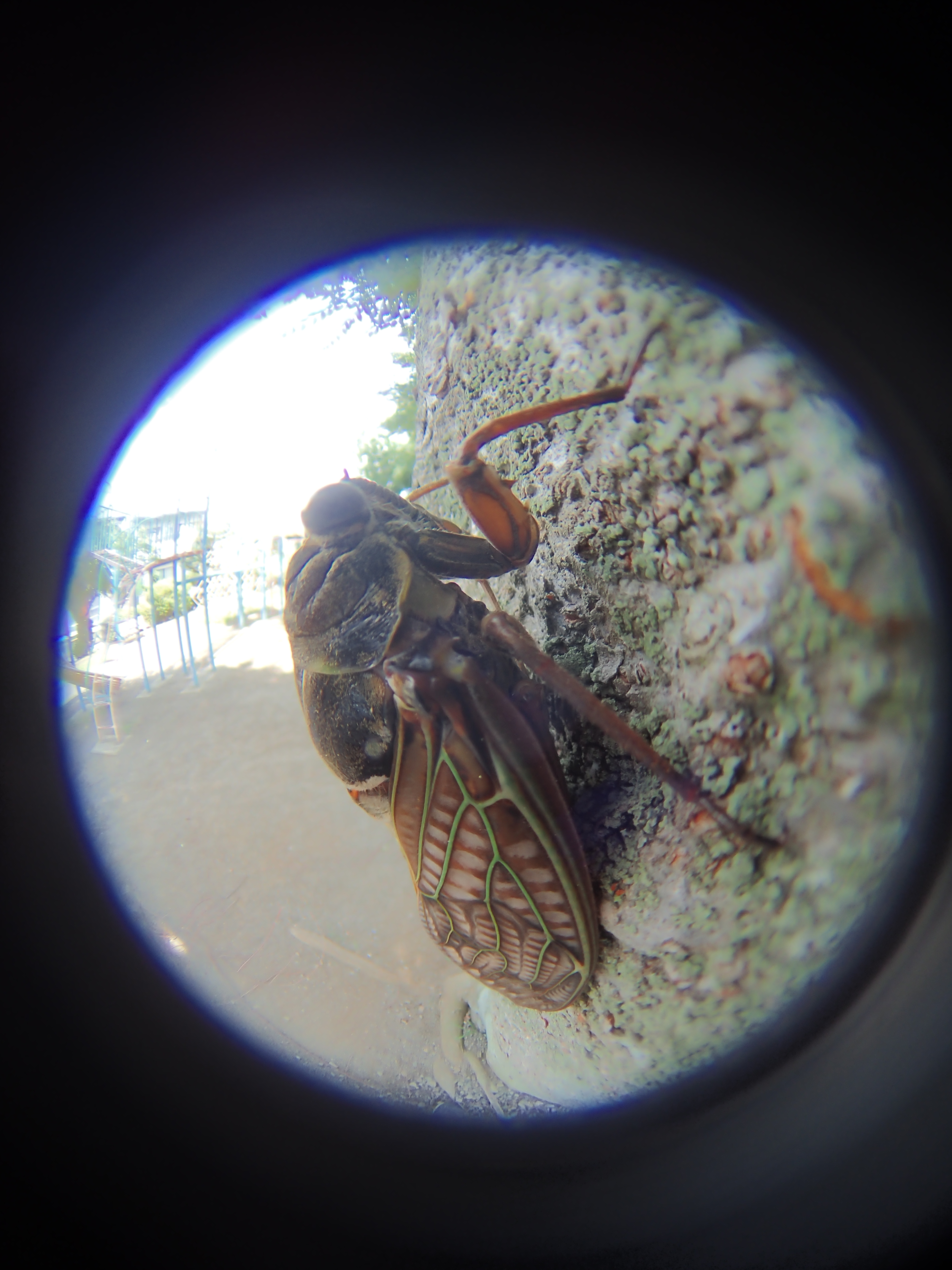 比較のため、TG-3のシーンモードに搭載されたHDRを試してみた。露出の違う複数枚の写真を合成するモードだが、それに伴いストロボが強制的にオフになる。その結果、手前のセミと背景の露出差が極端になりすぎて、HDRでカバーできる範囲を超えてしまったのだ。やはり魚露目8号でのマクロ撮影には、ストロボの併用は威力がある