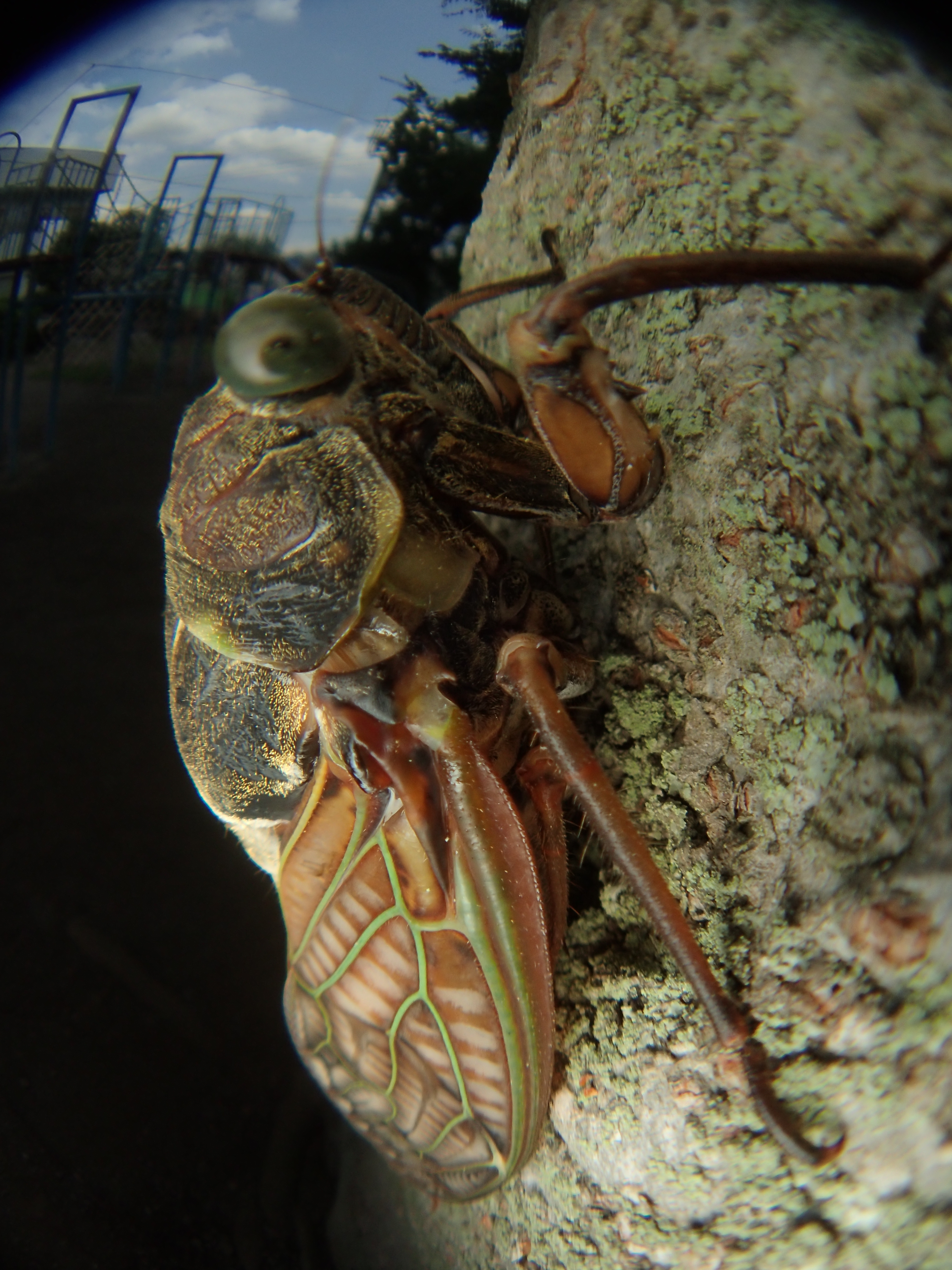 ズームを最望遠にして、対角線魚眼レンズとして撮影してみた。画面隅がちょっとケラれるが、デジタルズームやソフトの後処理で対処できる。実際に、この画角で魚露目8号を使う人も多い