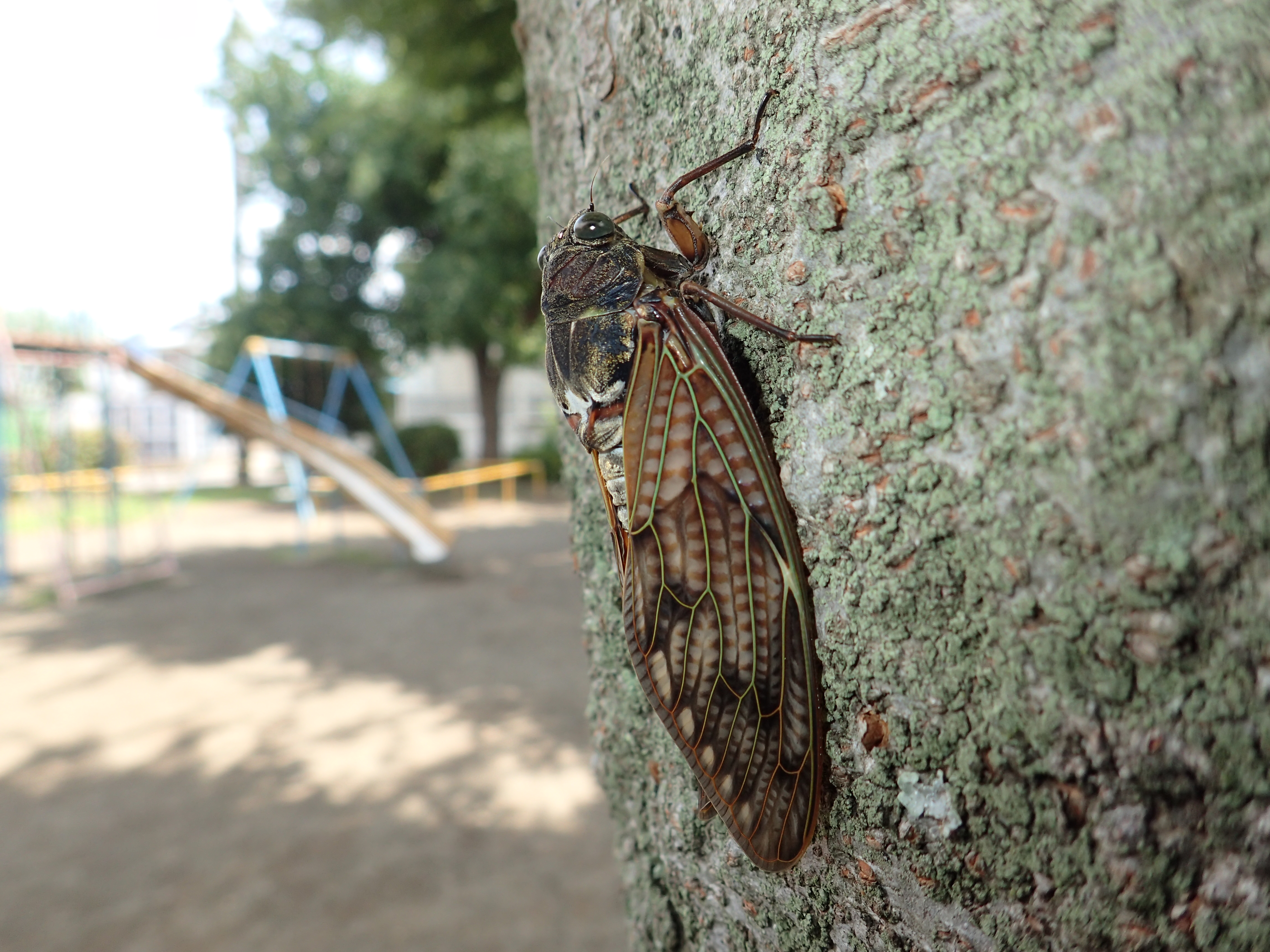 ワイコン無しでも撮影してみたが、画角24mm相当でまずまずの広角マクロ撮影ができる。絞りF8(被写界深度的には実質F2.8）で内蔵ストロボをオンにしている。背景がちょっと露出オーバーだが、ストロボ光のケラれもなく上手く調光できている