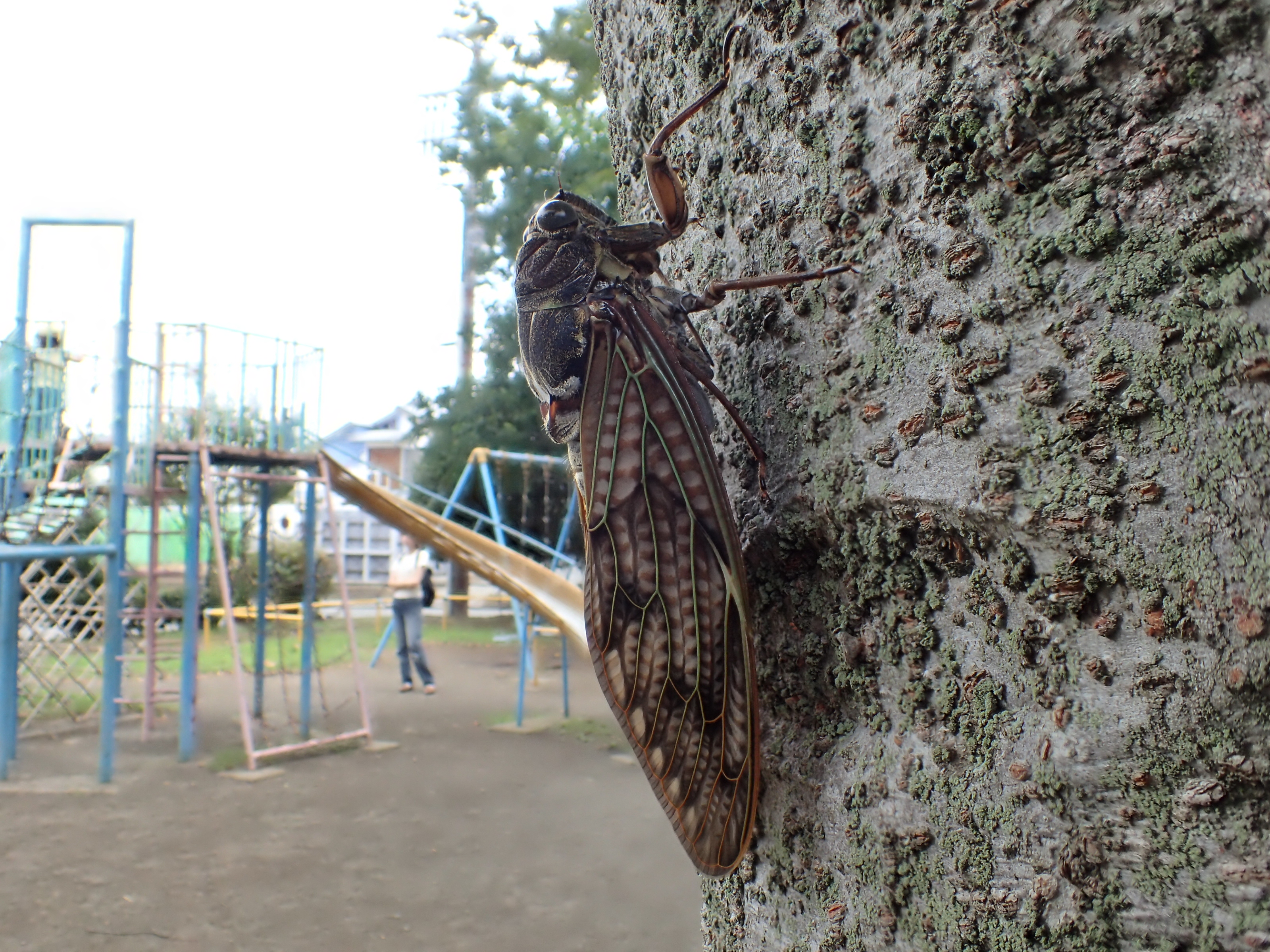 デジカメとして初めてTG-3に搭載された「深度合成モード」も試してみた。マクロ撮影時において、ピントの異なる写真を複数枚撮影し、ピントが合った部分のみ自動合成する驚きの機能だ。このモードでは画角が少し狭くなるが、広角マクロにも十分使えることがわかる。しかし残念ながらこのモードでは、魚露目8号およびFCON-T01装着時にはピントが合わない